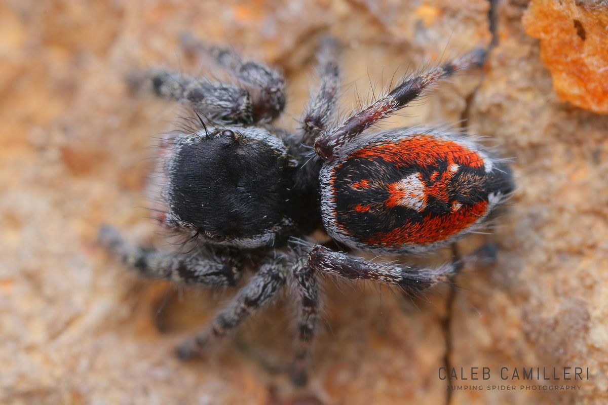 Close-up of a Phidippus tyrrelli jumping spider showing detailed body and leg structure.