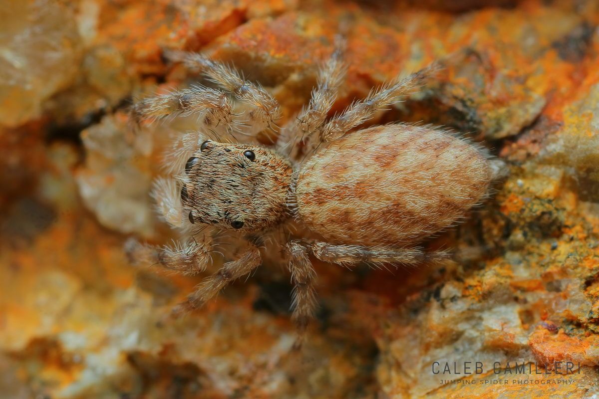 Close-up of a juvenile Platycryptus jumping spider showing detailed body and leg structure.