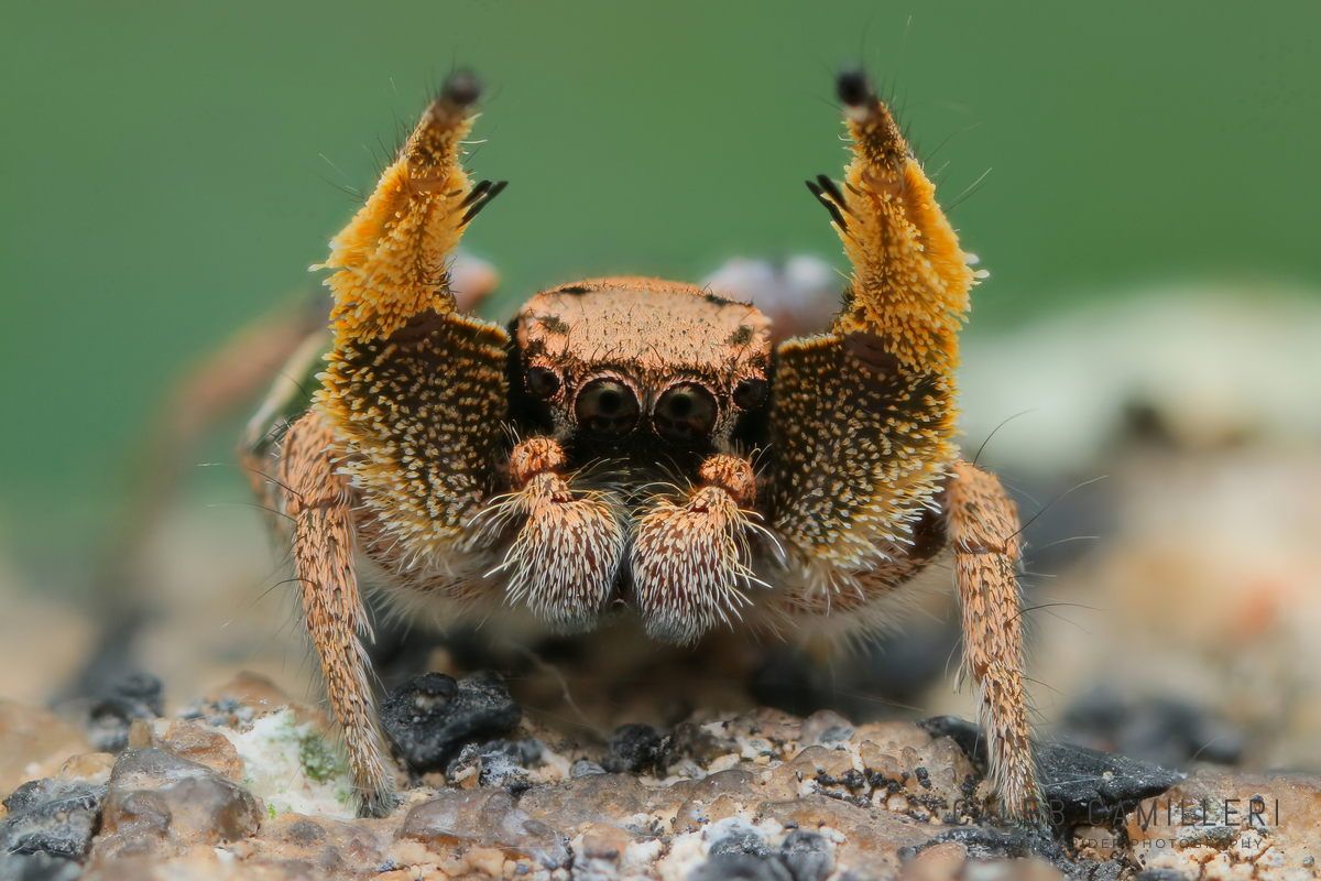 Macro shot of a male Habronattus festus displaying to or courting a female against an abstract background.