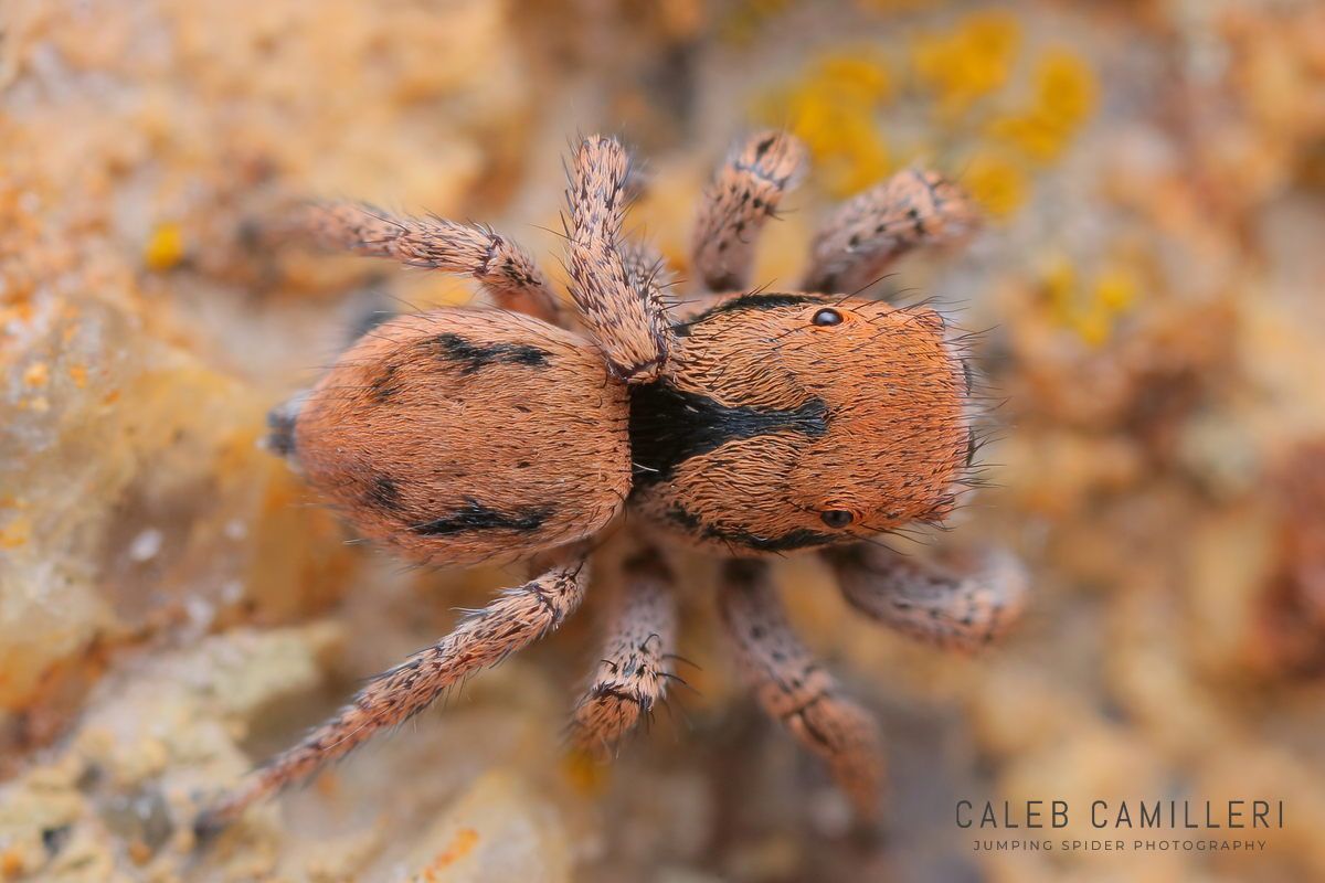 Close-up of a female Habronattus arcalorus jumping spider showing detailed body and leg structure.