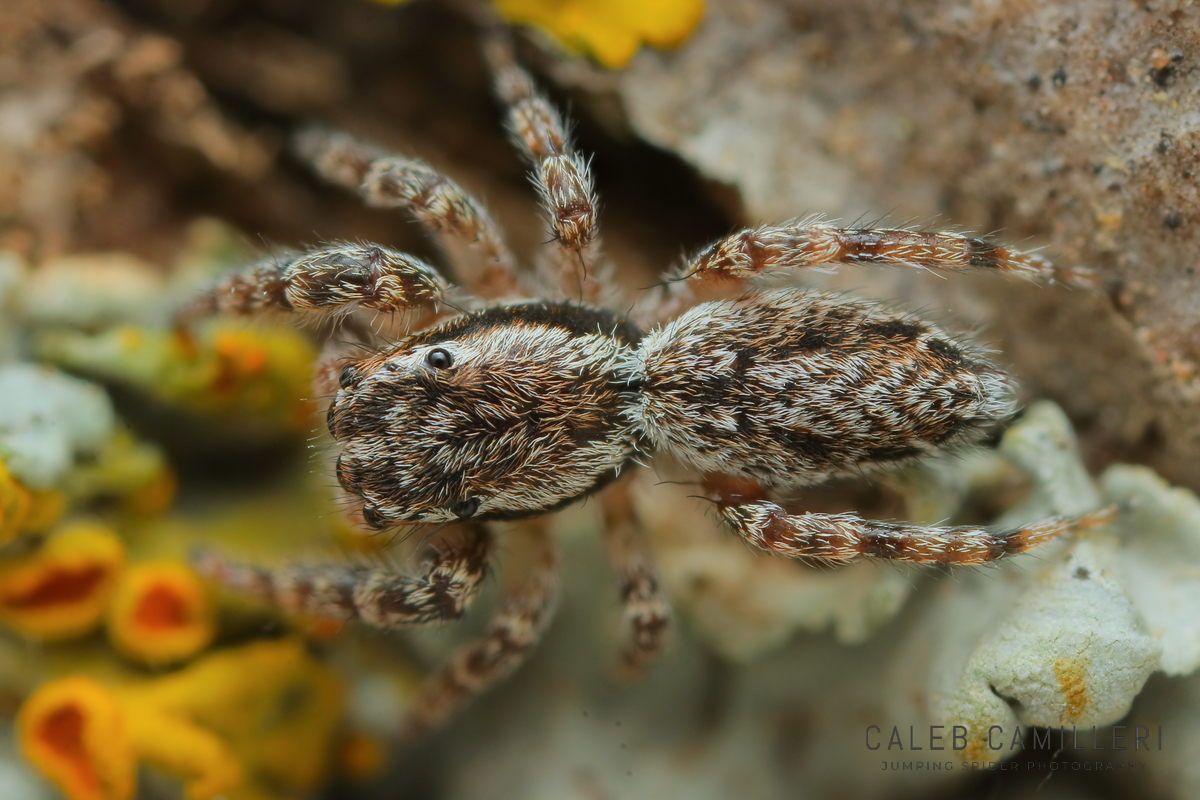 Close-up of a Phanias monticola jumping spider showing detailed body and leg structure.