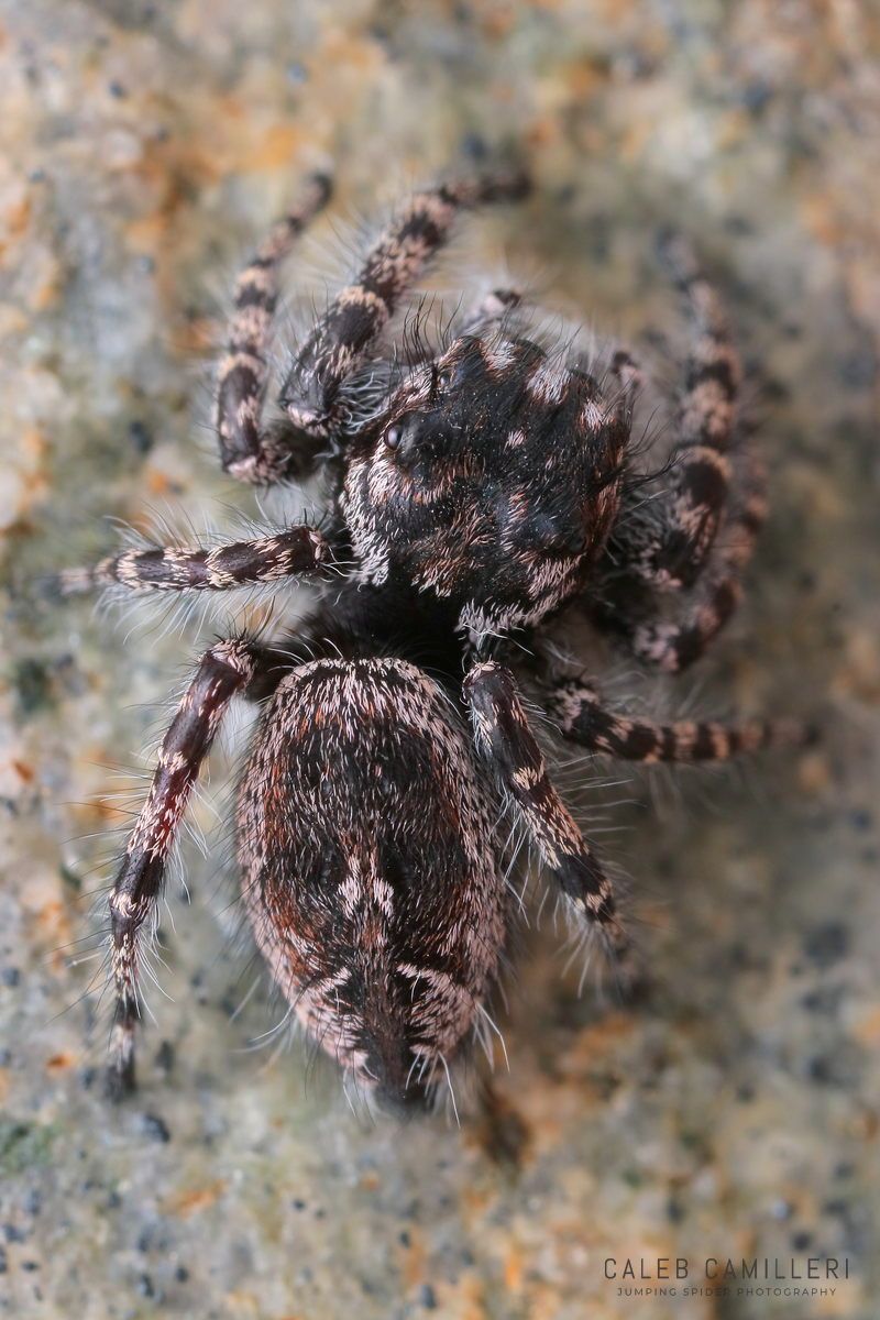 Close-up of a Phidippus tigris jumping spider showing detailed body and leg structure.