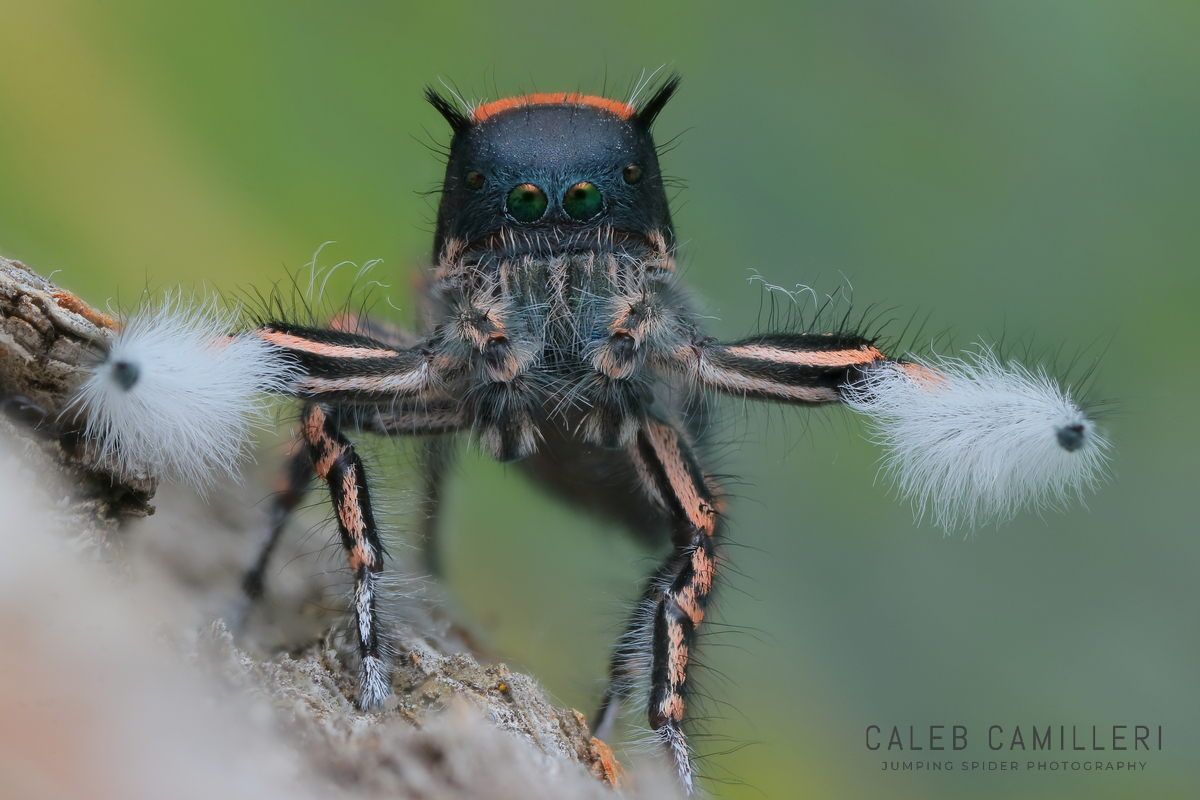 Macro shot of a male Phidippus toro displaying to or courting a female against an abstract background.