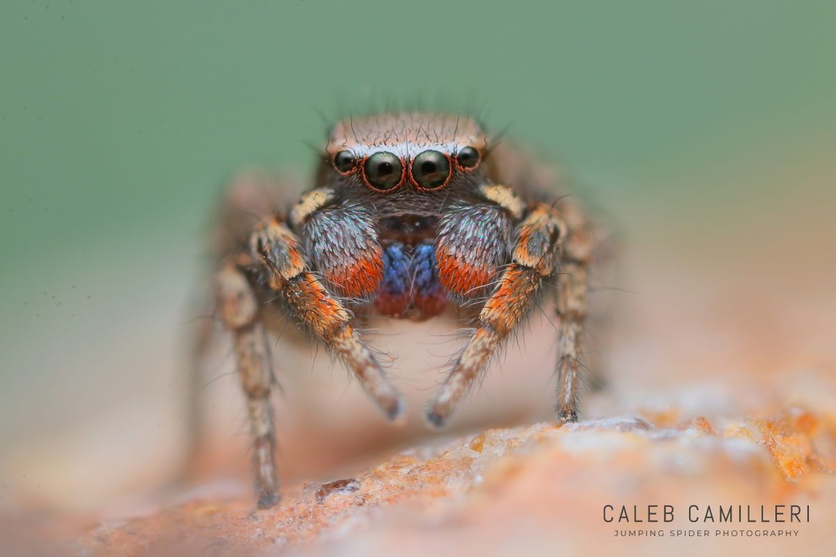 Macro shot of a male Habronattus altanus displaying to or courting a female against an abstract background.