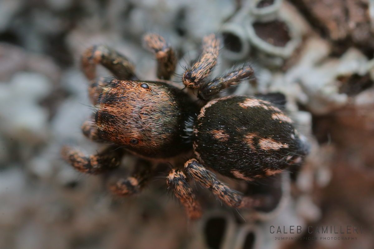 Close-up of a penultimate male Habronattus sansoni jumping spider showing detailed body and leg structure.