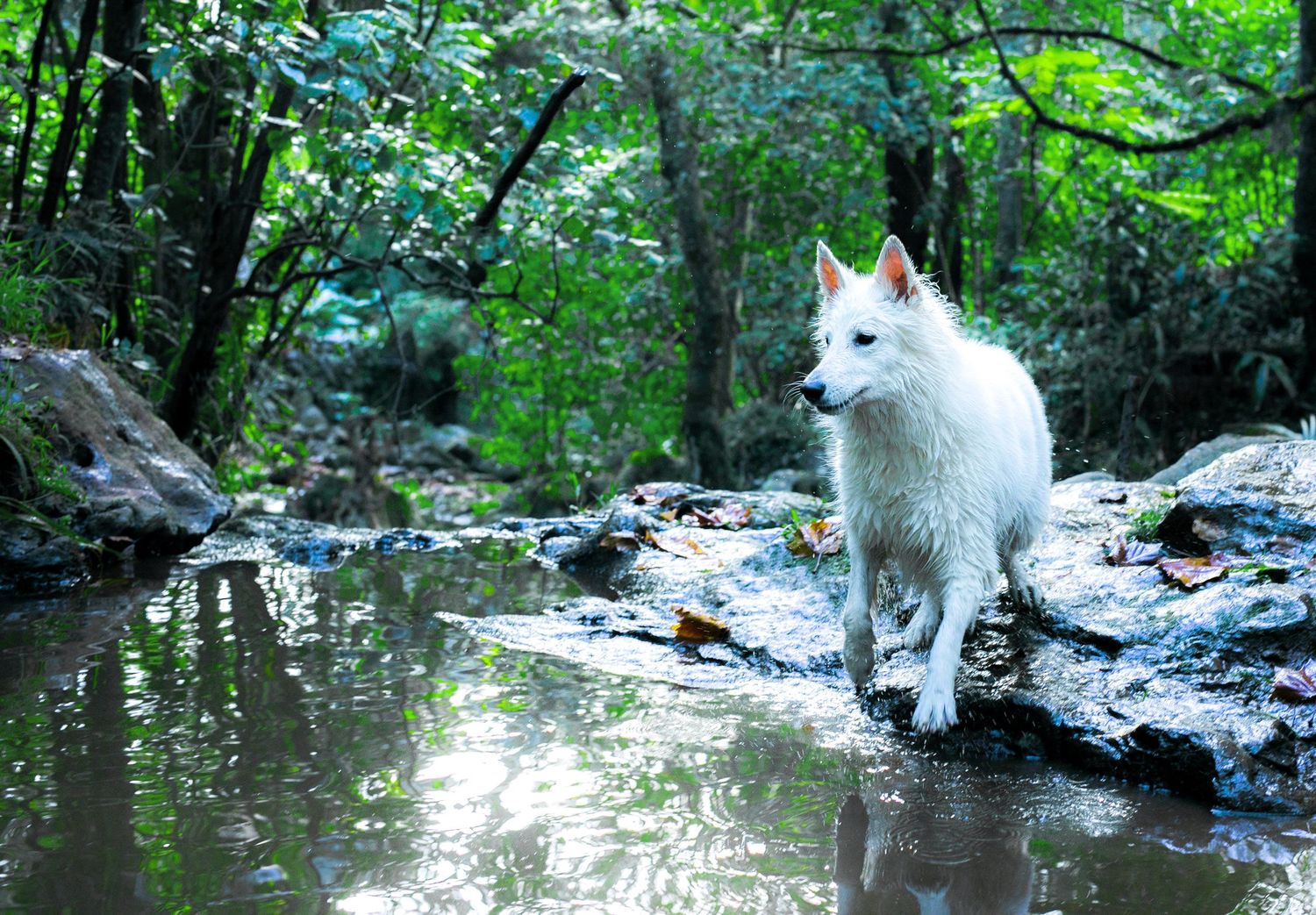 White Swiss Shepherd dog standing on rocks beside a serene forest stream surrounded by lush green trees.