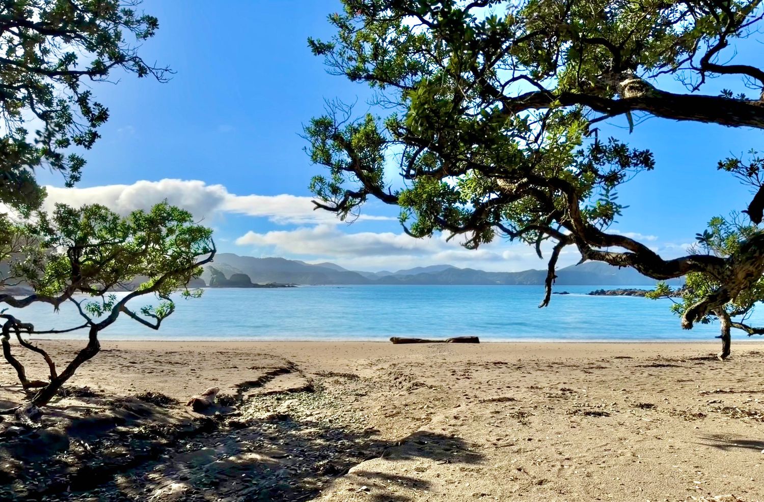 Tropical beach with twisted trees framing turquoise waters and mountain views under a blue sky.