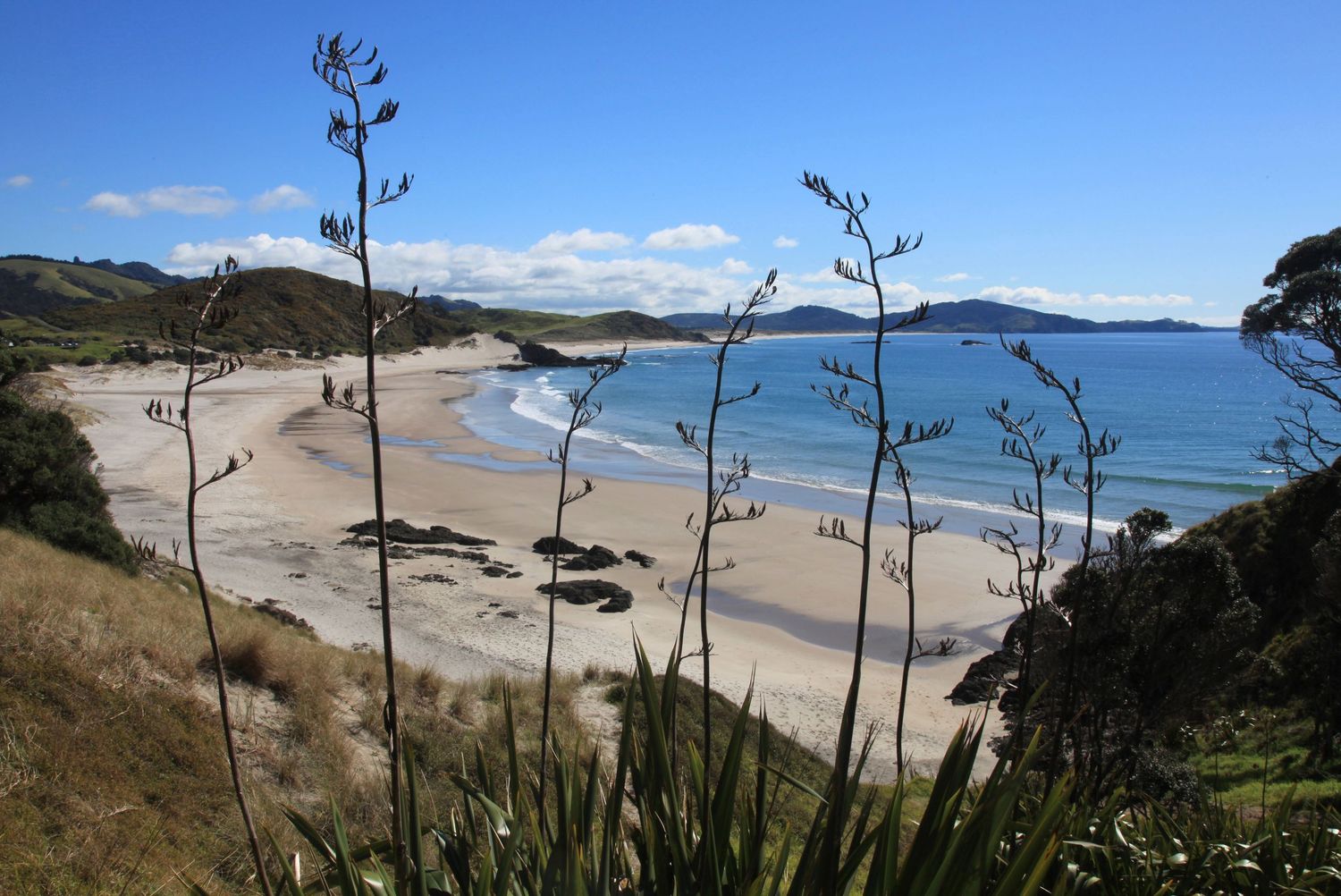 Scenic New Zealand beach with turquoise water, white sand, and native flax plants in the foreground under a blue sky.