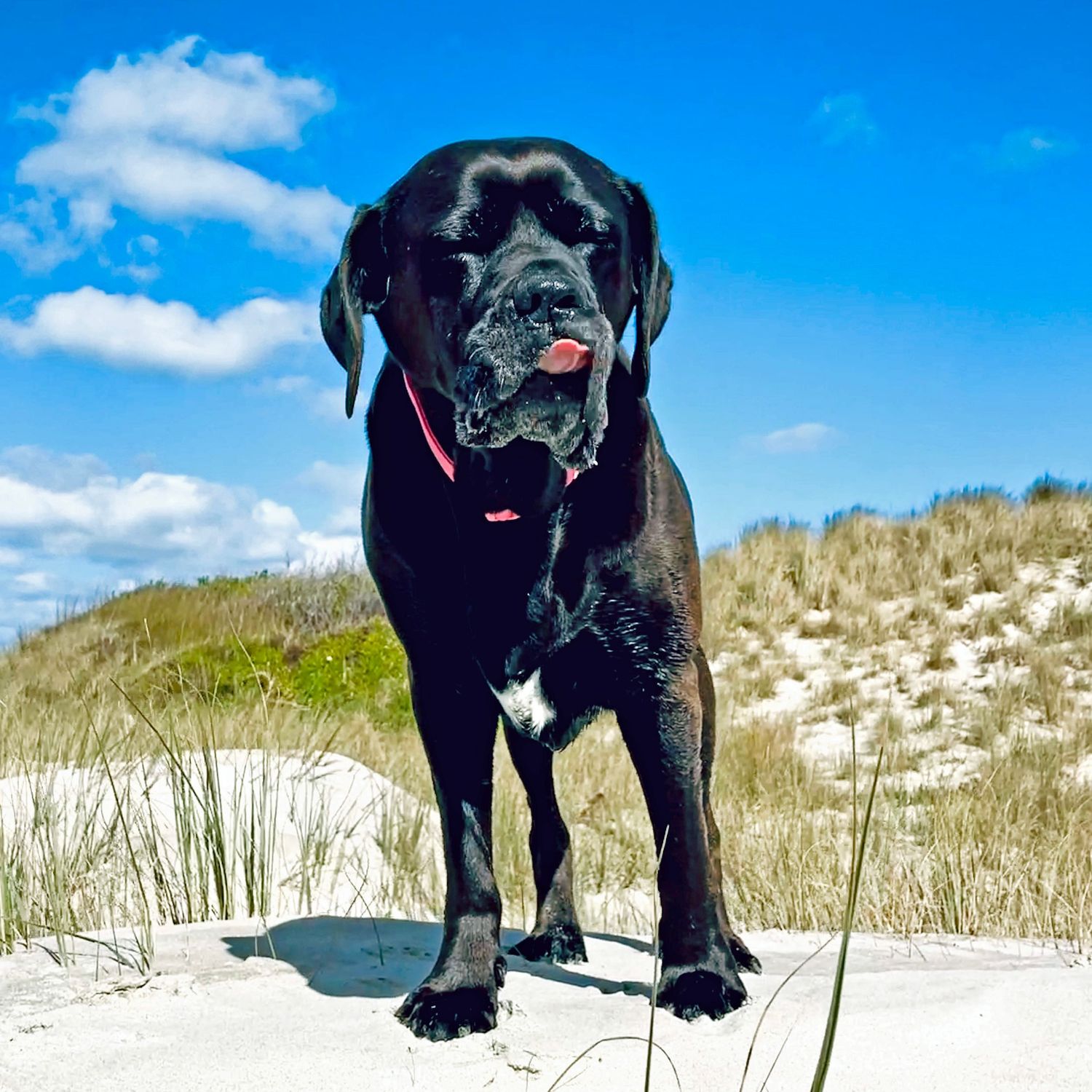 A large black Labrador dog stands on white sand beach with blue sky and dunes in background.