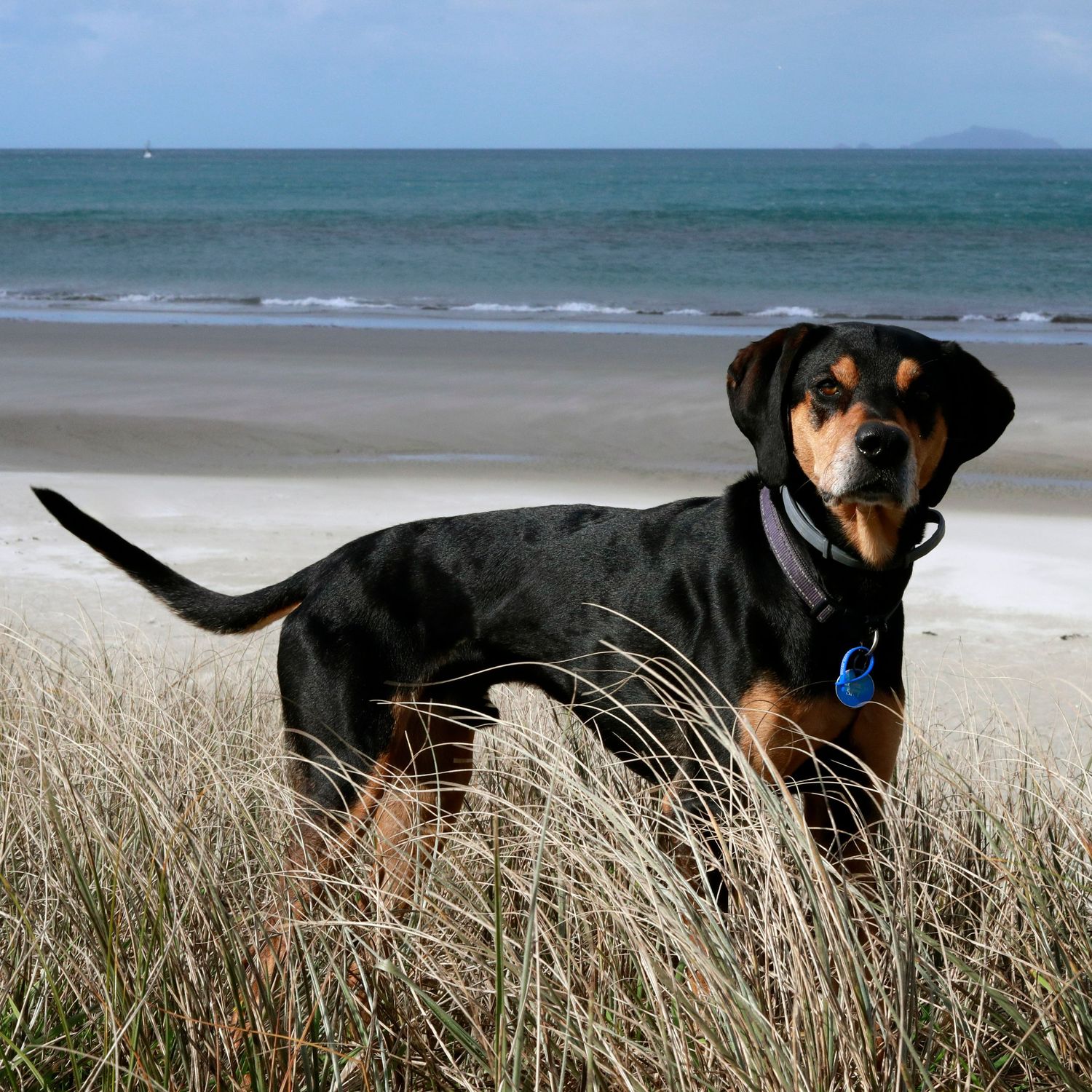 Black and tan Rottweiler mix dog standing in beach grass with ocean waves and cloudy sky in background.