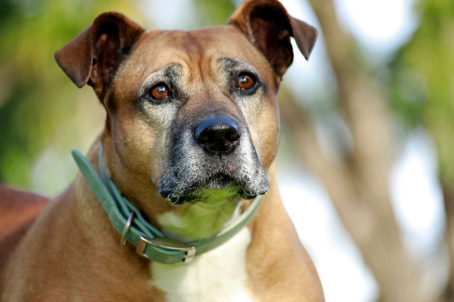 Close-up portrait of a brown and white mixed breed dog wearing a green collar outdoors.