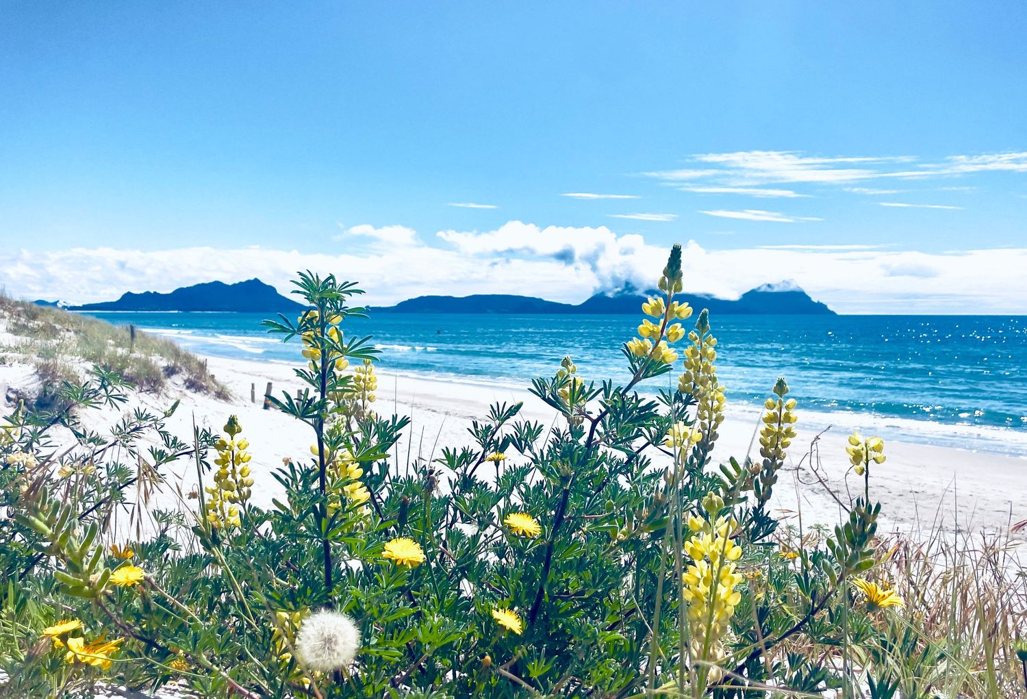 Yellow wildflowers bloom on a sandy beach with turquoise ocean waves and mountain islands under a bright blue sky.