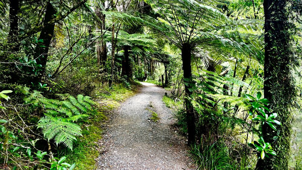 A winding gravel path through lush New Zealand rainforest with towering tree ferns and dense green foliage.