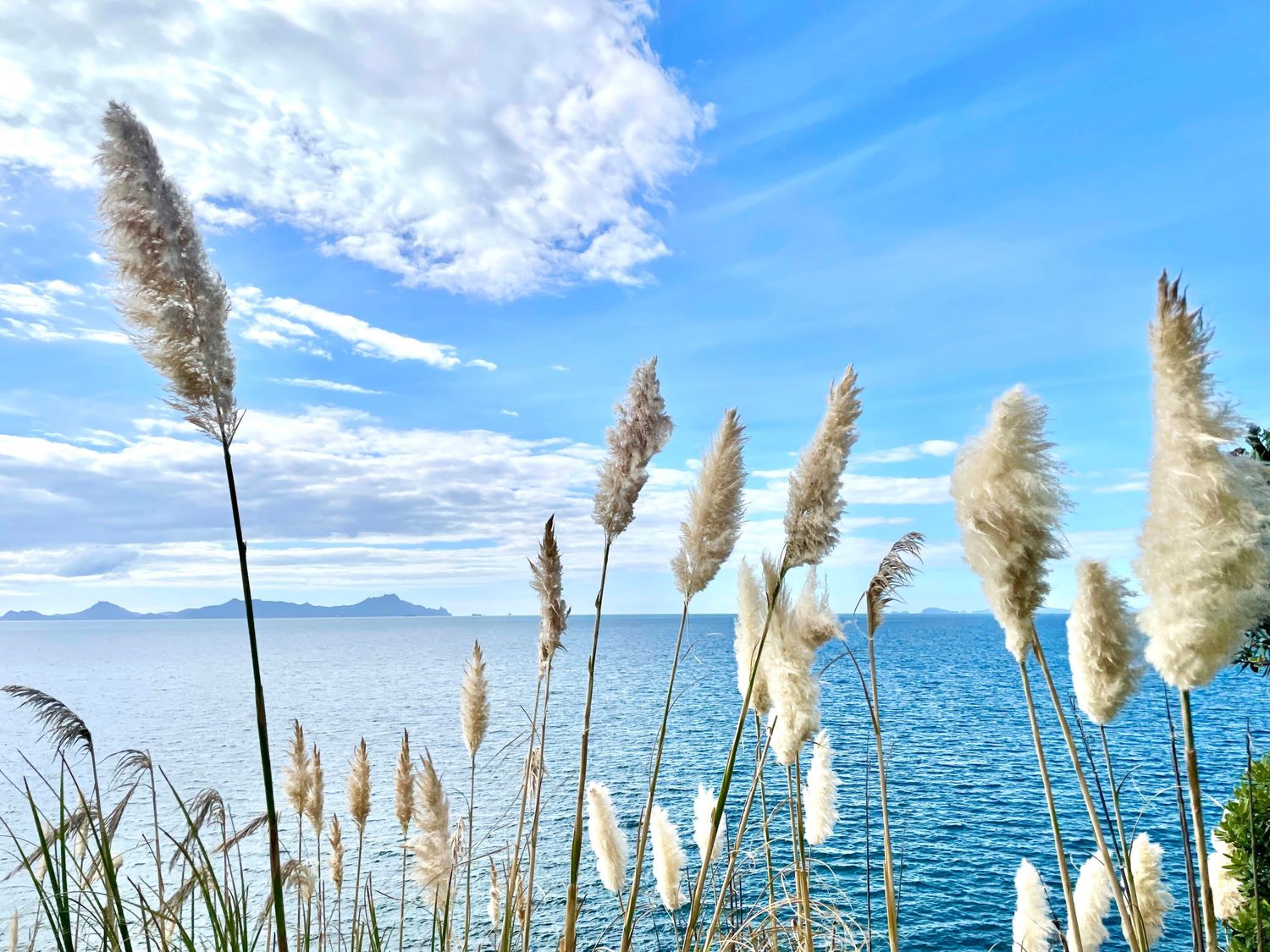 Pampas grass swaying by a serene blue ocean under a partly cloudy sky on a sunny day.