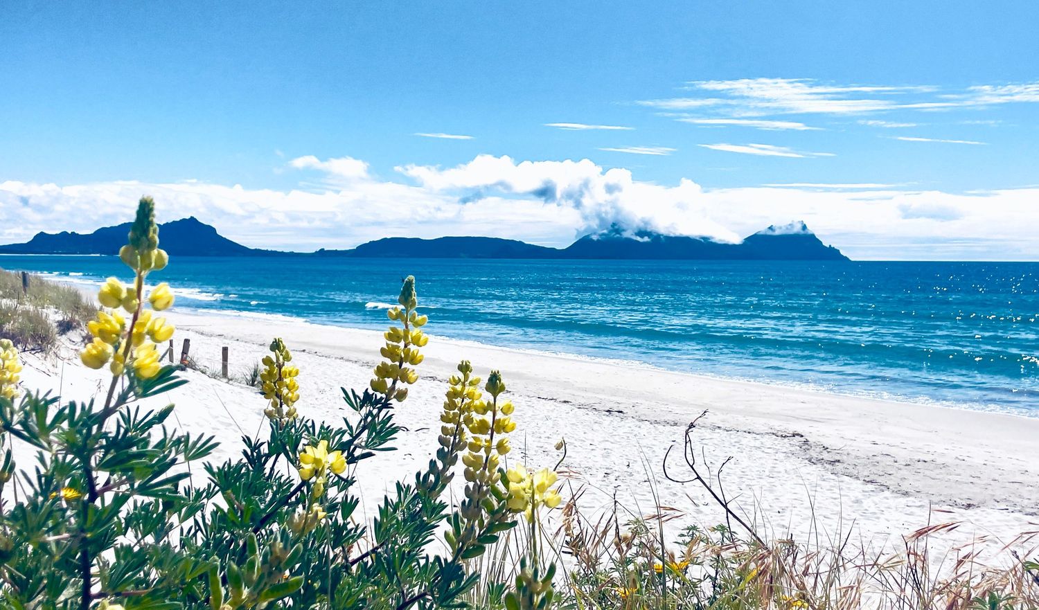 Yellow lupins bloom on a pristine white sandy beach with turquoise ocean and dramatic mountain backdrop under blue skies.