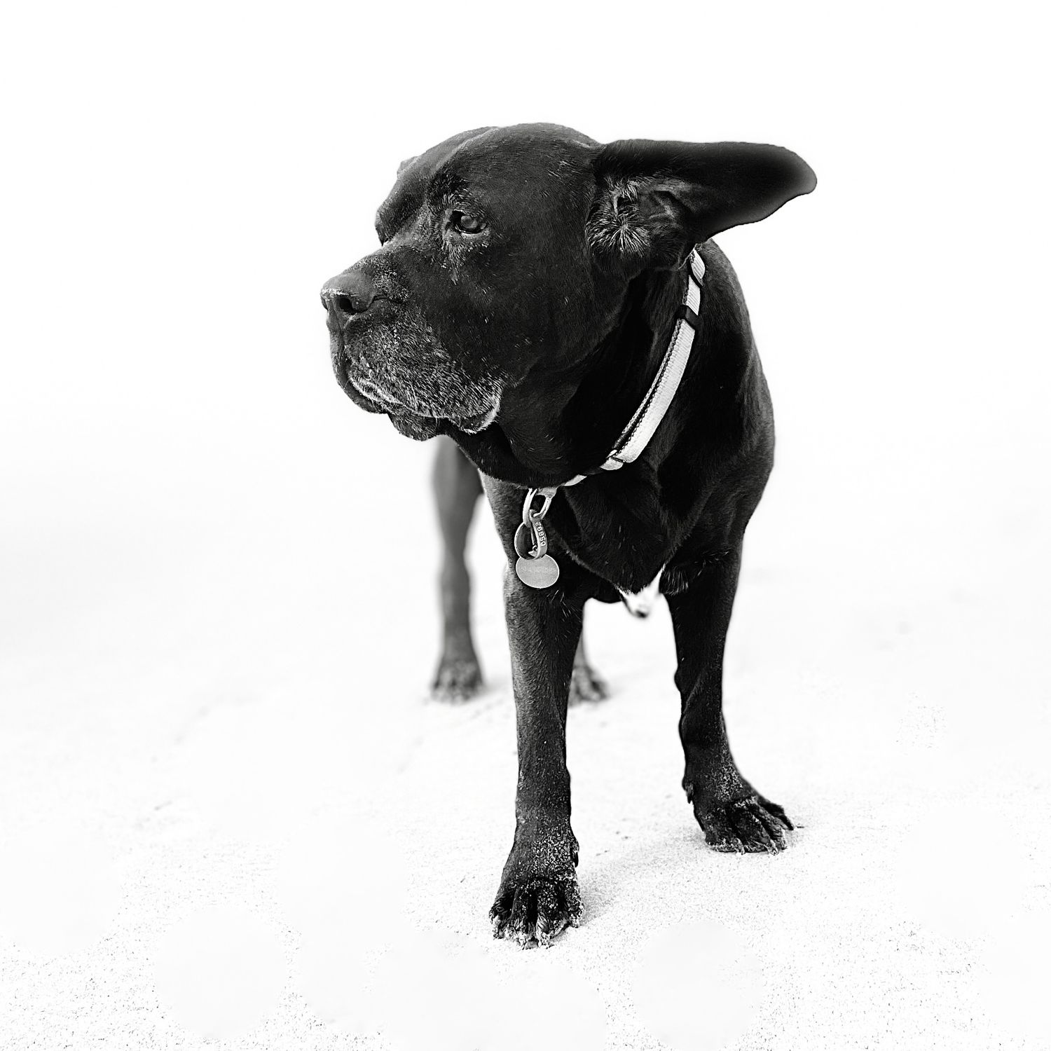 Black Labrador dog wearing a collar with tag standing alert in snow, black and white photography.