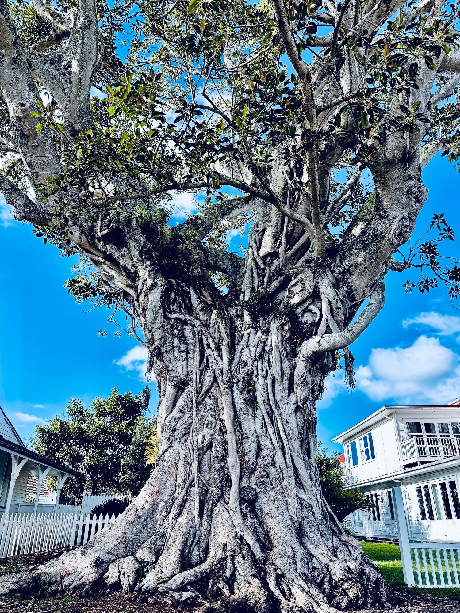 Ancient massive fig tree with twisted trunk and sprawling branches against blue sky, flanked by white houses.