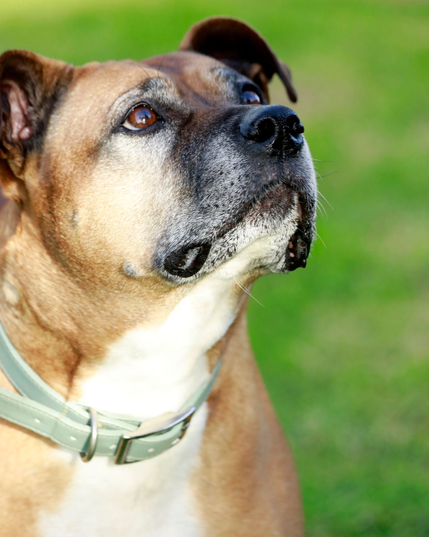 Close-up portrait of a senior Boxer dog with graying muzzle wearing a green collar outdoors.