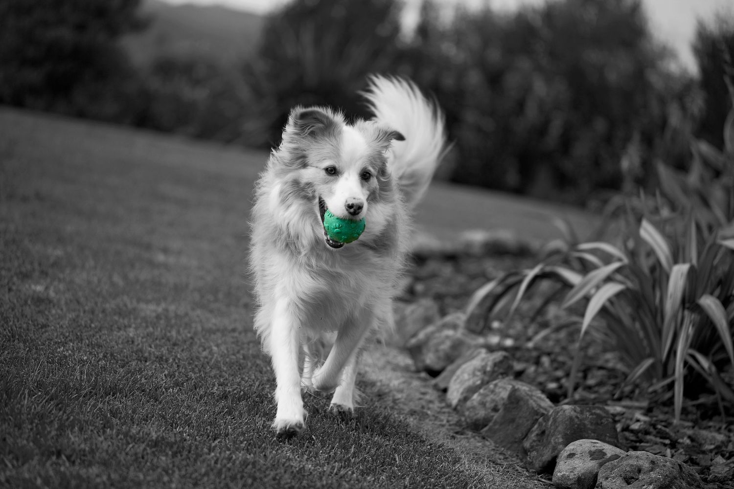 A fluffy white dog carries a green ball in its mouth while trotting across a lawn in a black and white photo.