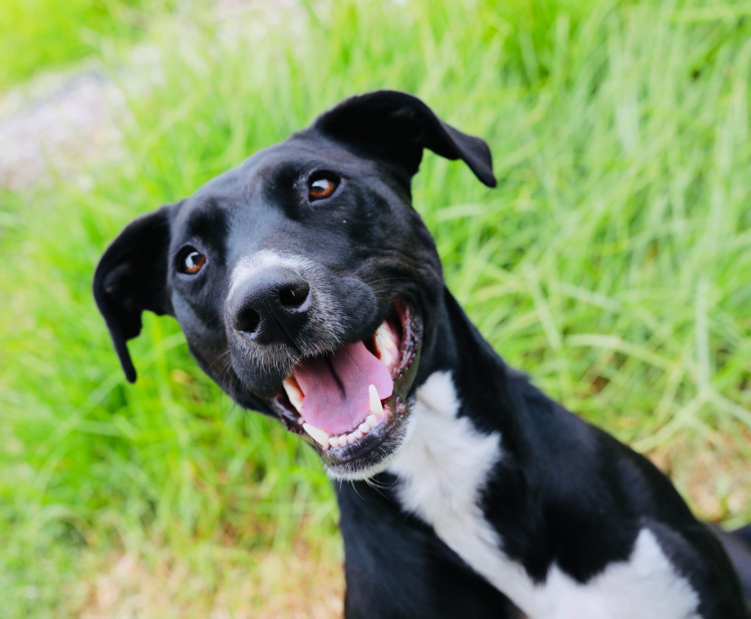 Close-up sequence of a happy black and white dog with expressive facial expressions.