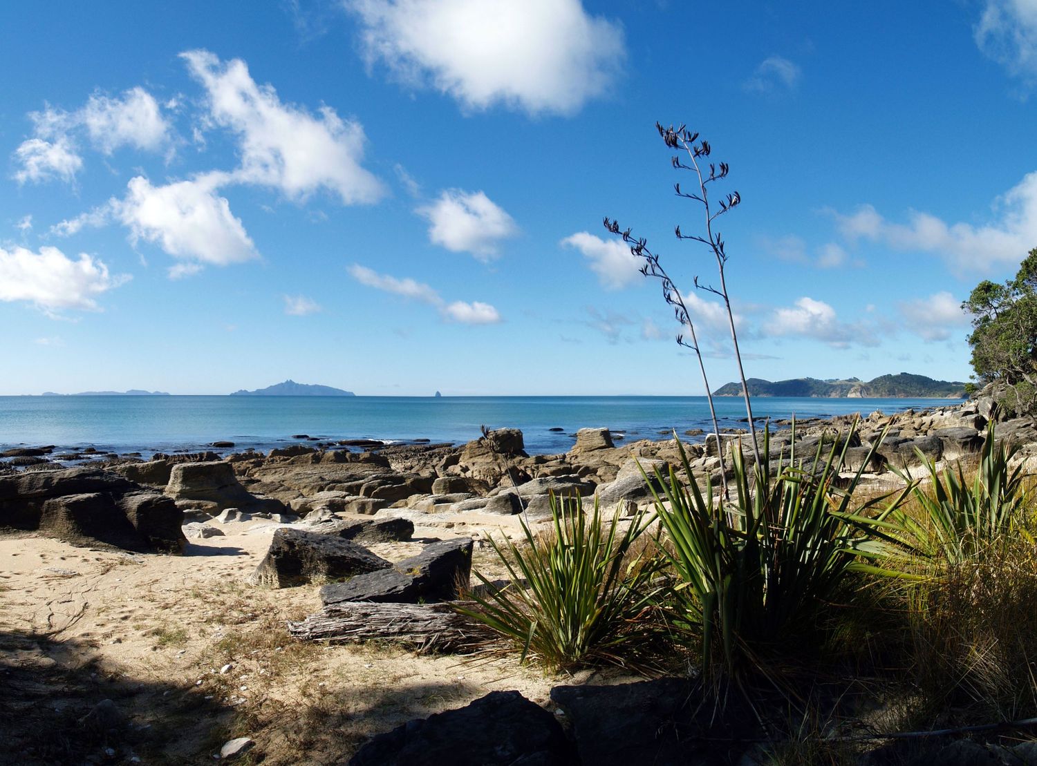 Rocky shoreline with native flax plants, sandy beach, and calm blue ocean with islands visible under a partly cloudy sky.