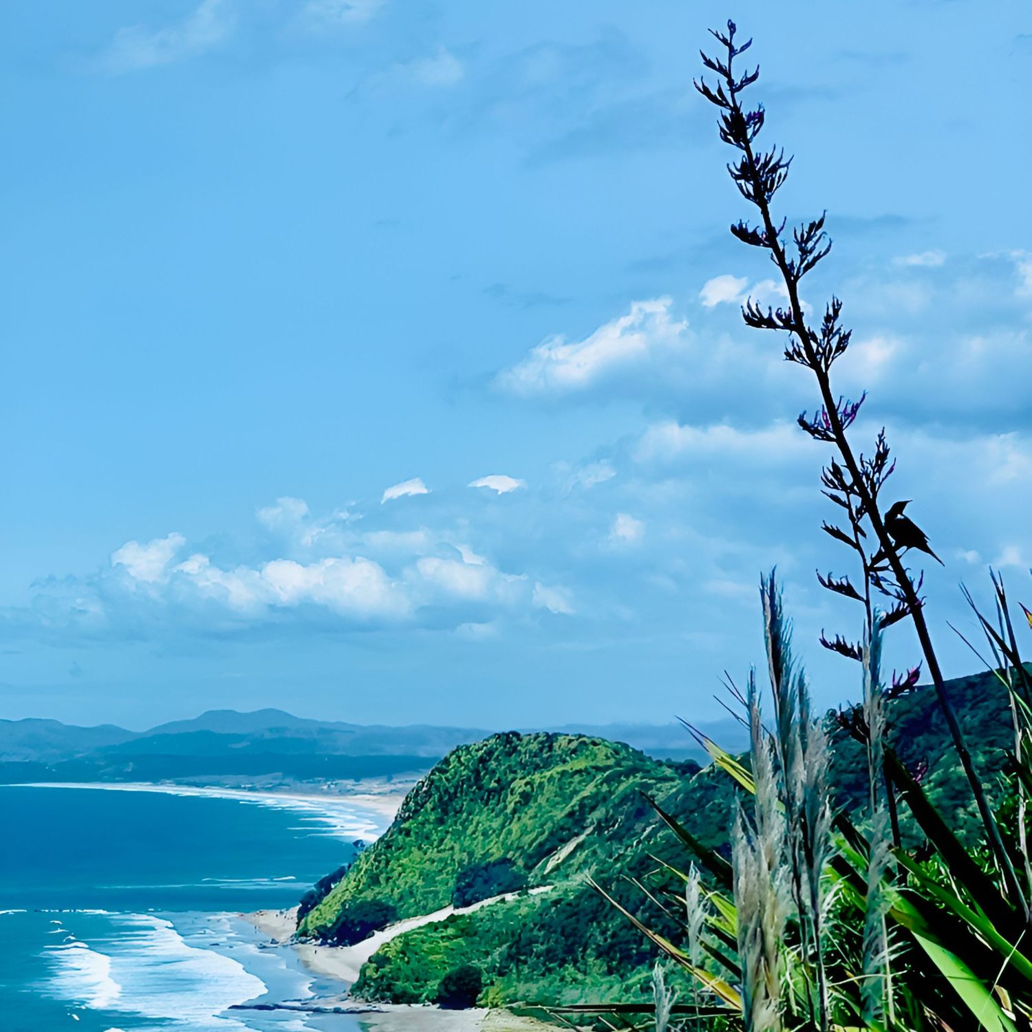 Scenic coastal view with New Zealand flax plant in foreground, lush green headland, sandy beach, and blue sky with clouds.