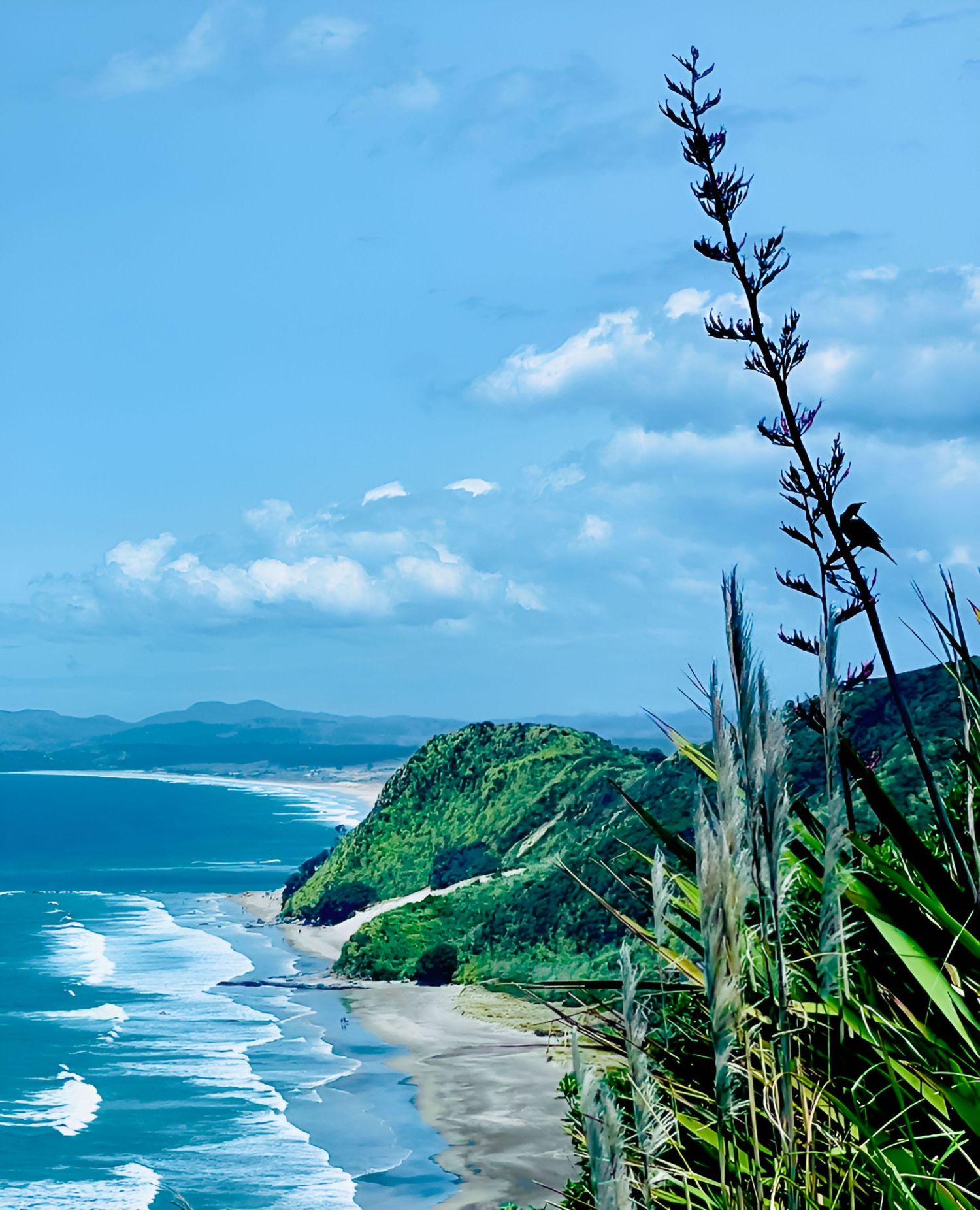 Aerial coastal view with lush green headland, black sand beach, turquoise waves, and native New Zealand flax plants in foreground.