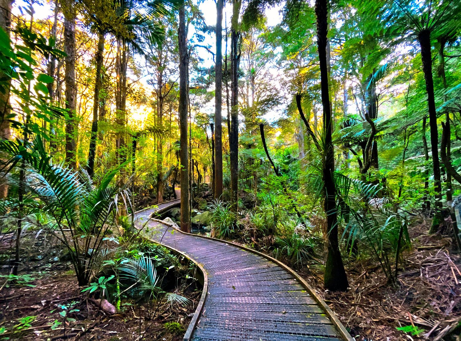 Winding wooden boardwalk path through lush green rainforest with tall trees and ferns bathed in golden sunlight.
