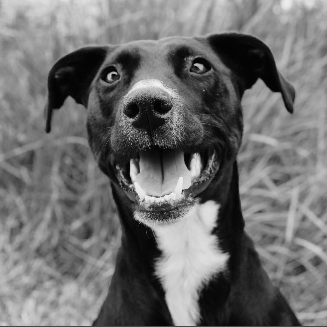 Black and white photo of a happy smiling black dog with white chest markings looking up with mouth open.