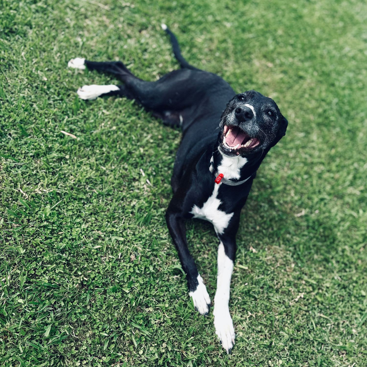 A happy black and white dog lying on green grass, mouth open in a joyful smile, wearing a red collar.
