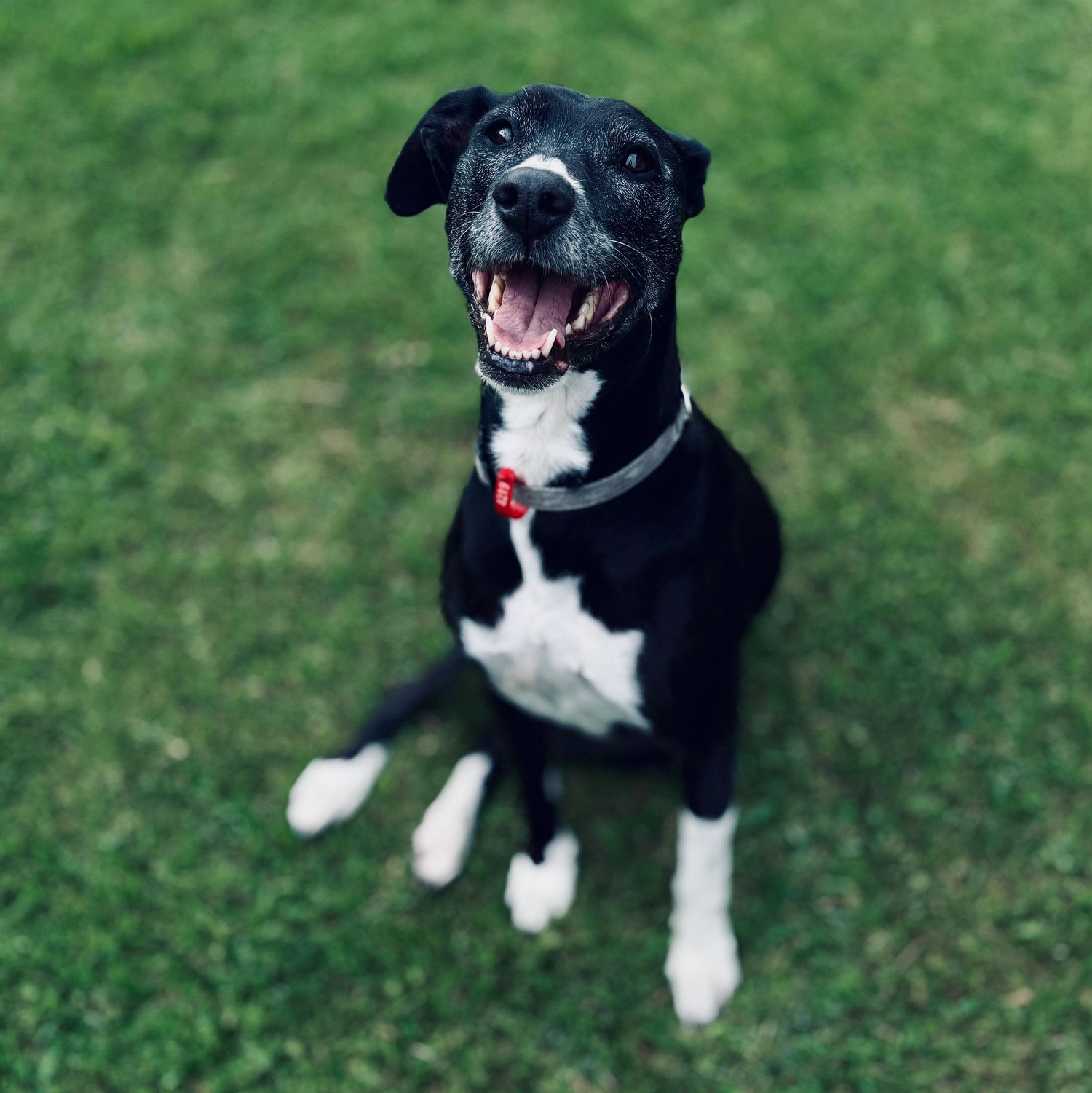 A happy black and white dog sits on green grass, mouth open in a joyful smile, wearing a red tag collar.