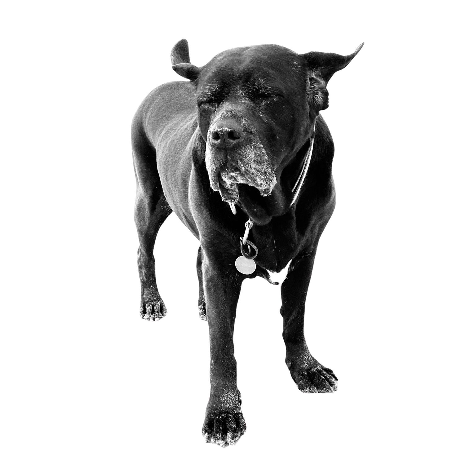 Black and white photo of a large dark-coated dog with a collar tag, standing and looking down at the camera.