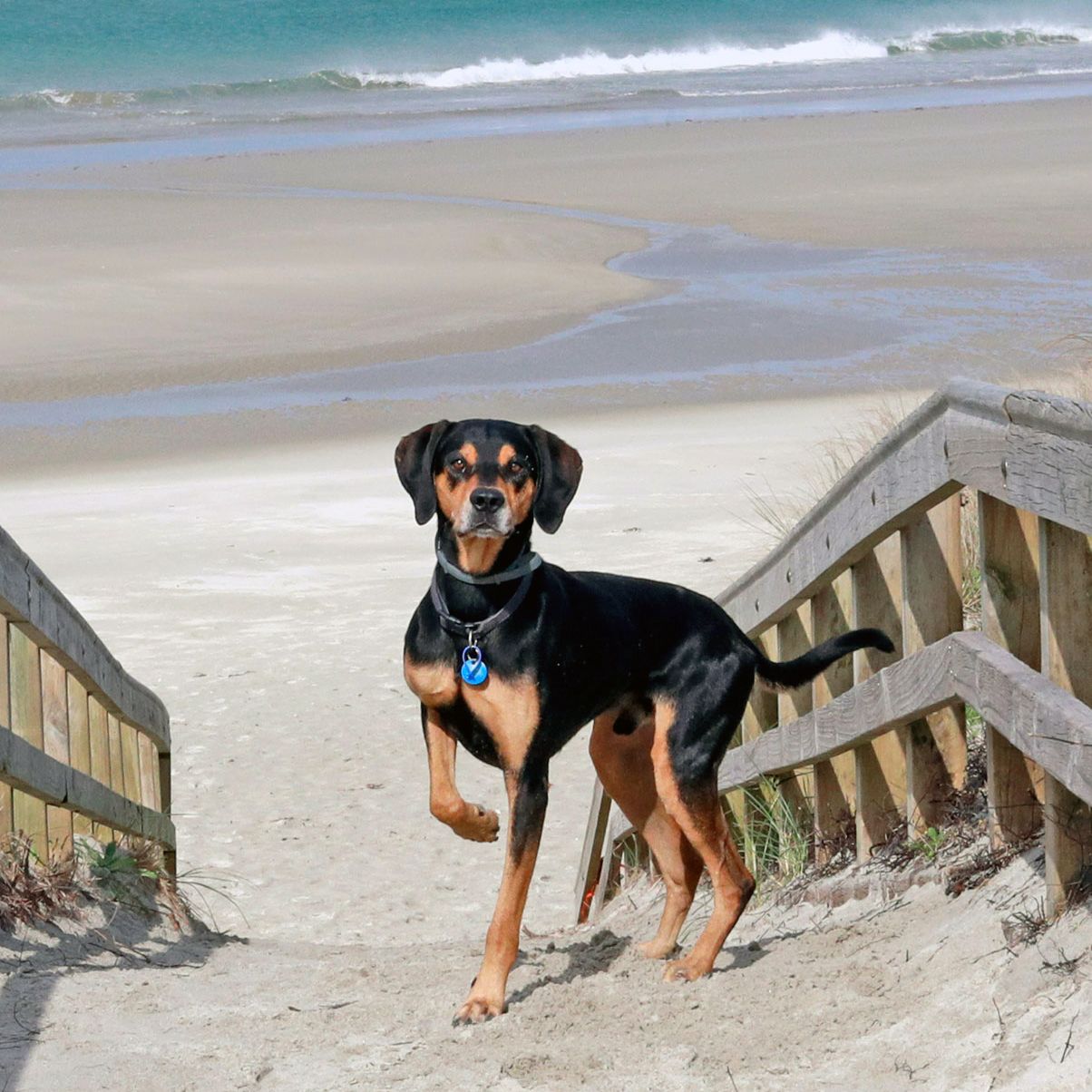 Black and tan dog standing on beach boardwalk stairs with sandy shore and ocean waves in the background.