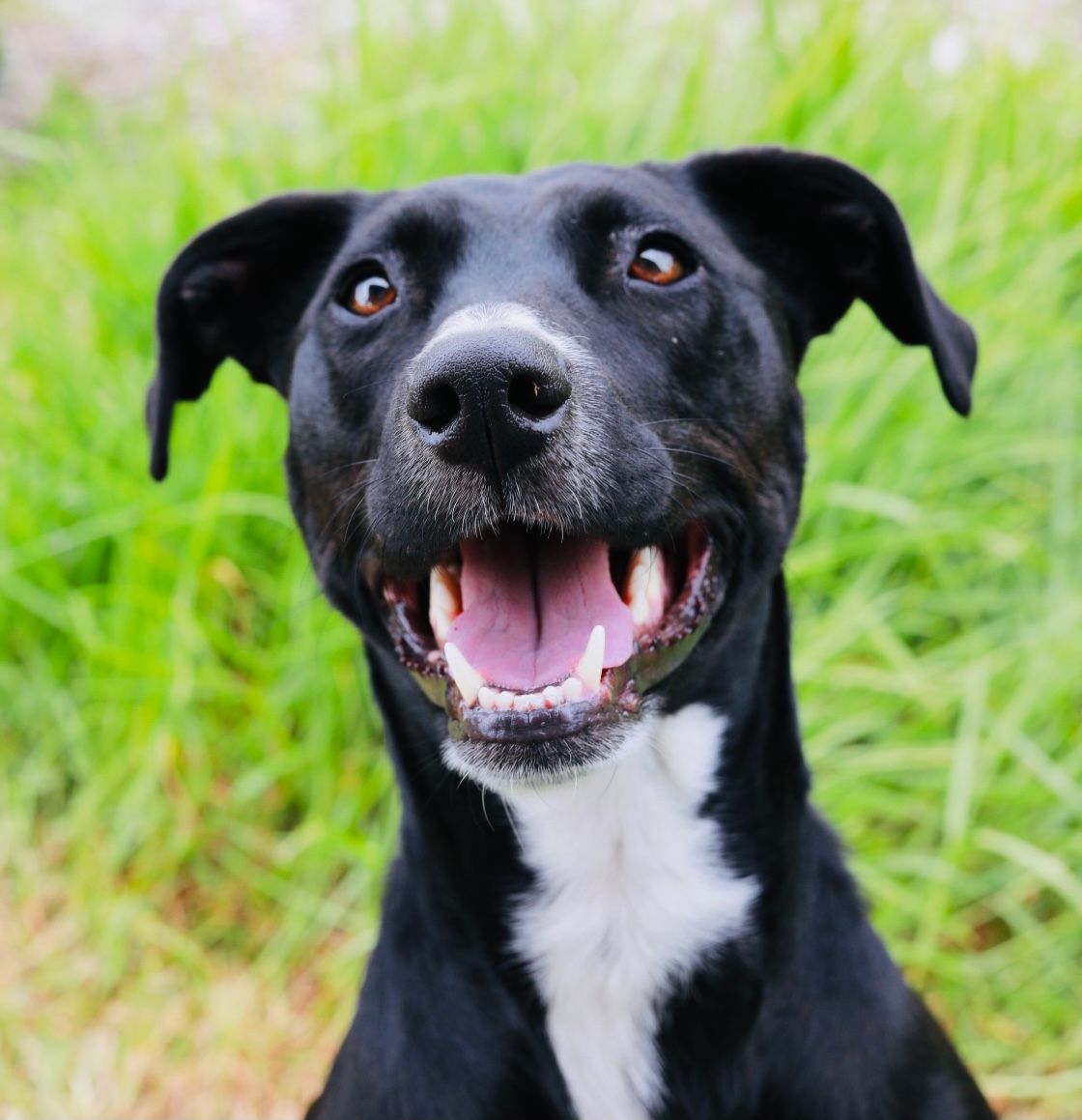 Cheerful black and white dog with floppy ears smiling against blurred green background.