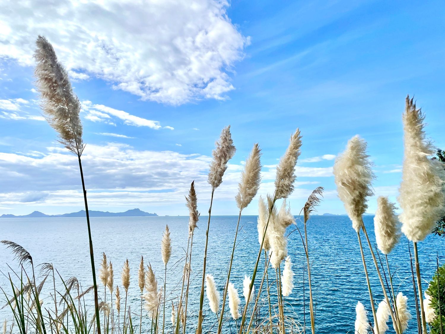 Pampas grass swaying by a serene blue ocean under a partly cloudy sky with distant mountains on the horizon.