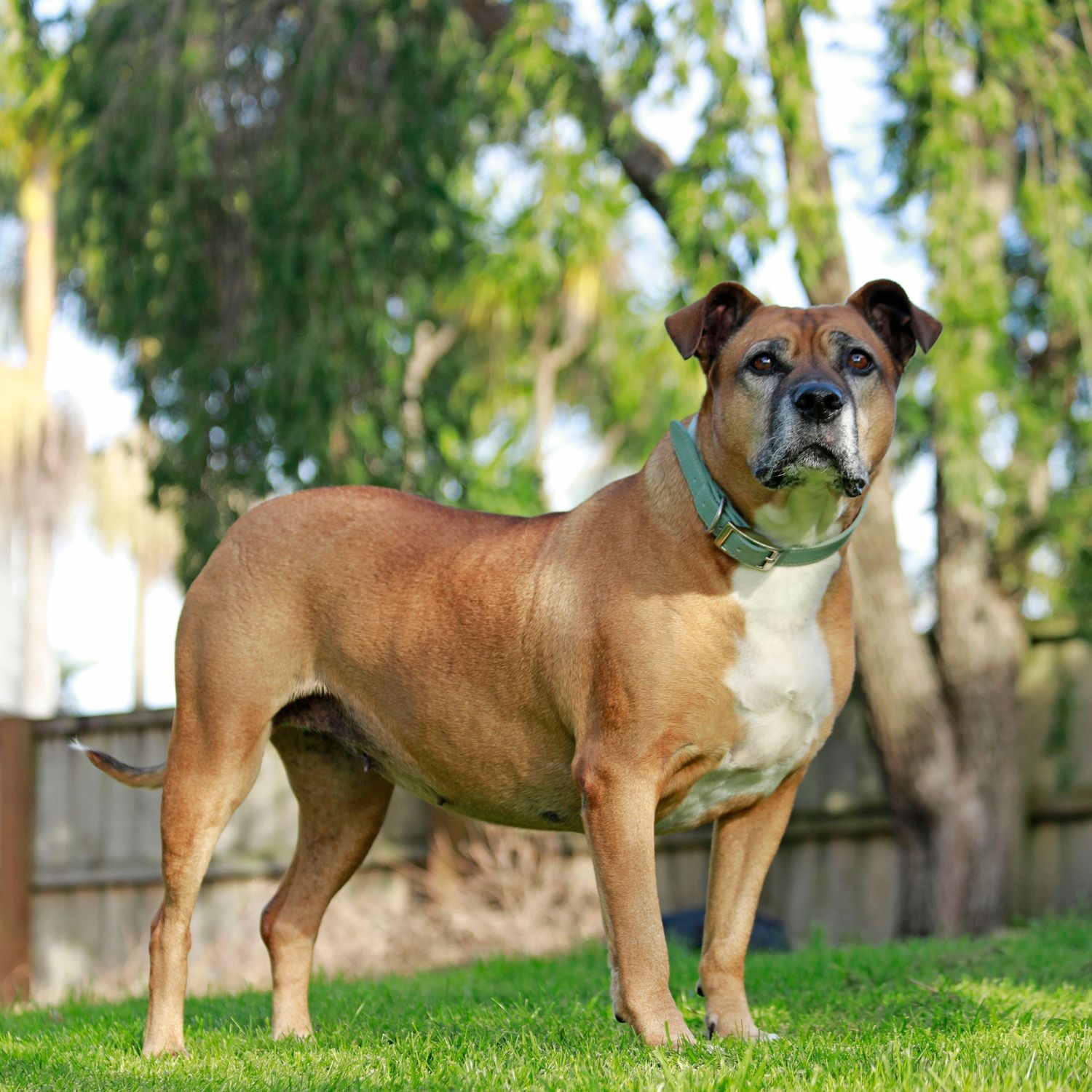 A muscular fawn Boxer dog stands on green grass in a backyard, wearing a teal collar.