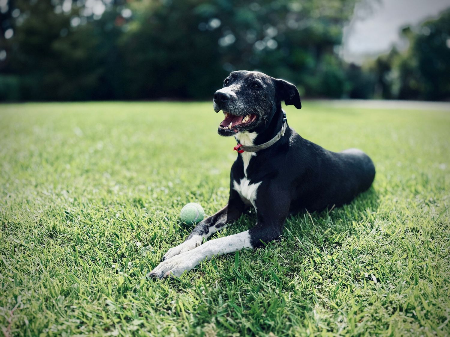 Black Labrador mix dog lying on green grass in a park, smiling happily with a ball nearby on a sunny day.