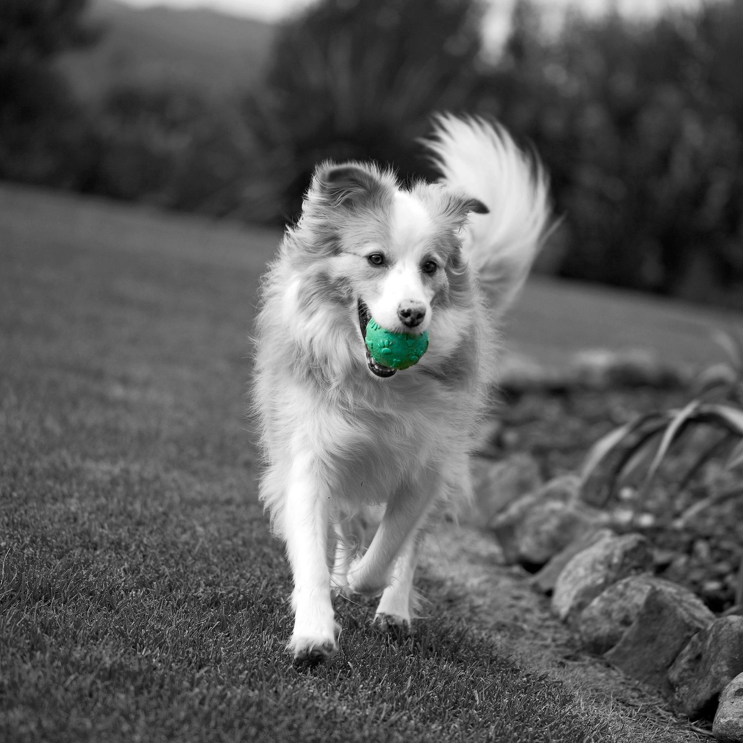 A fluffy white dog runs across a lawn carrying a bright green ball in its mouth in a black and white photo.