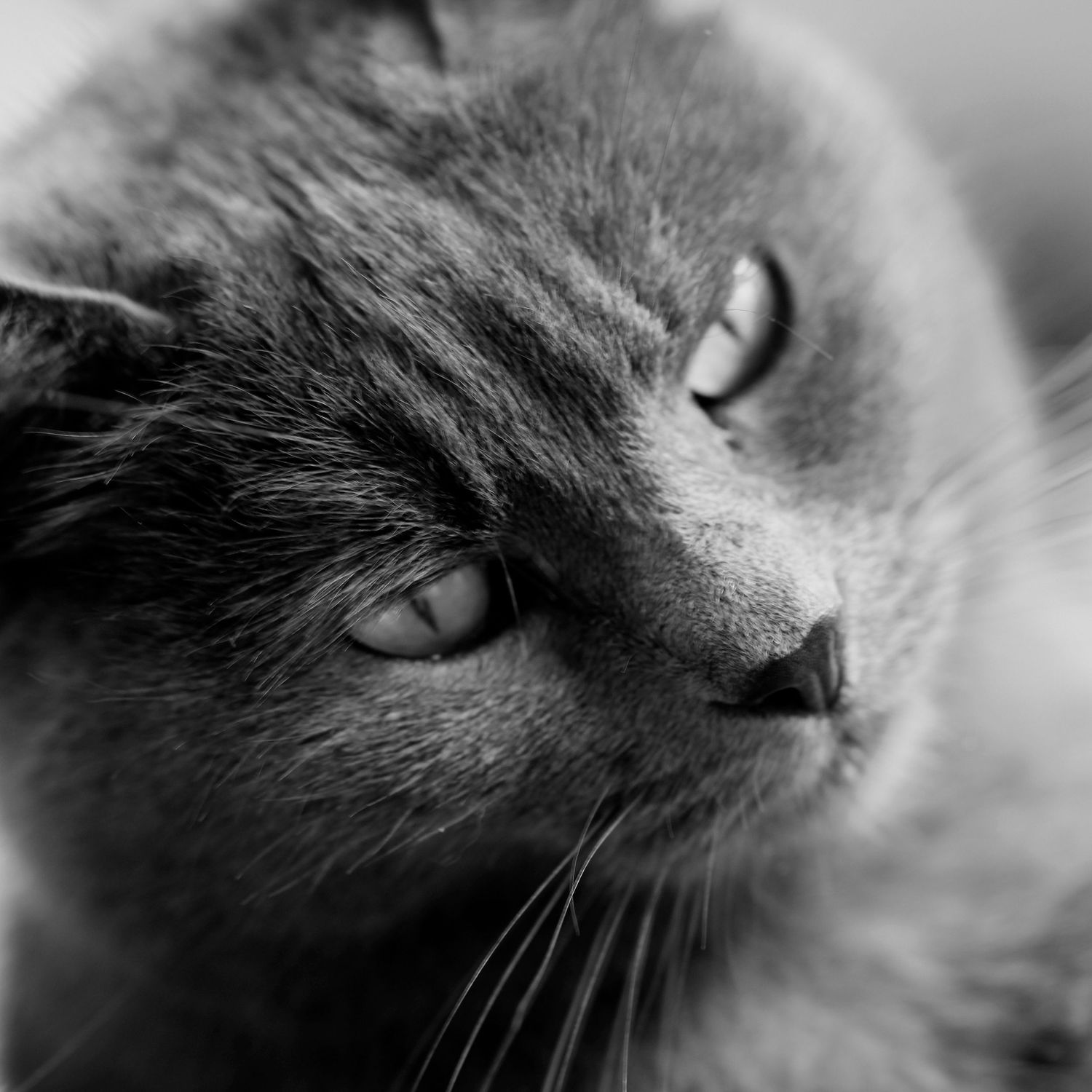 Close-up black and white portrait of a fluffy gray cat with piercing eyes and soft fur.