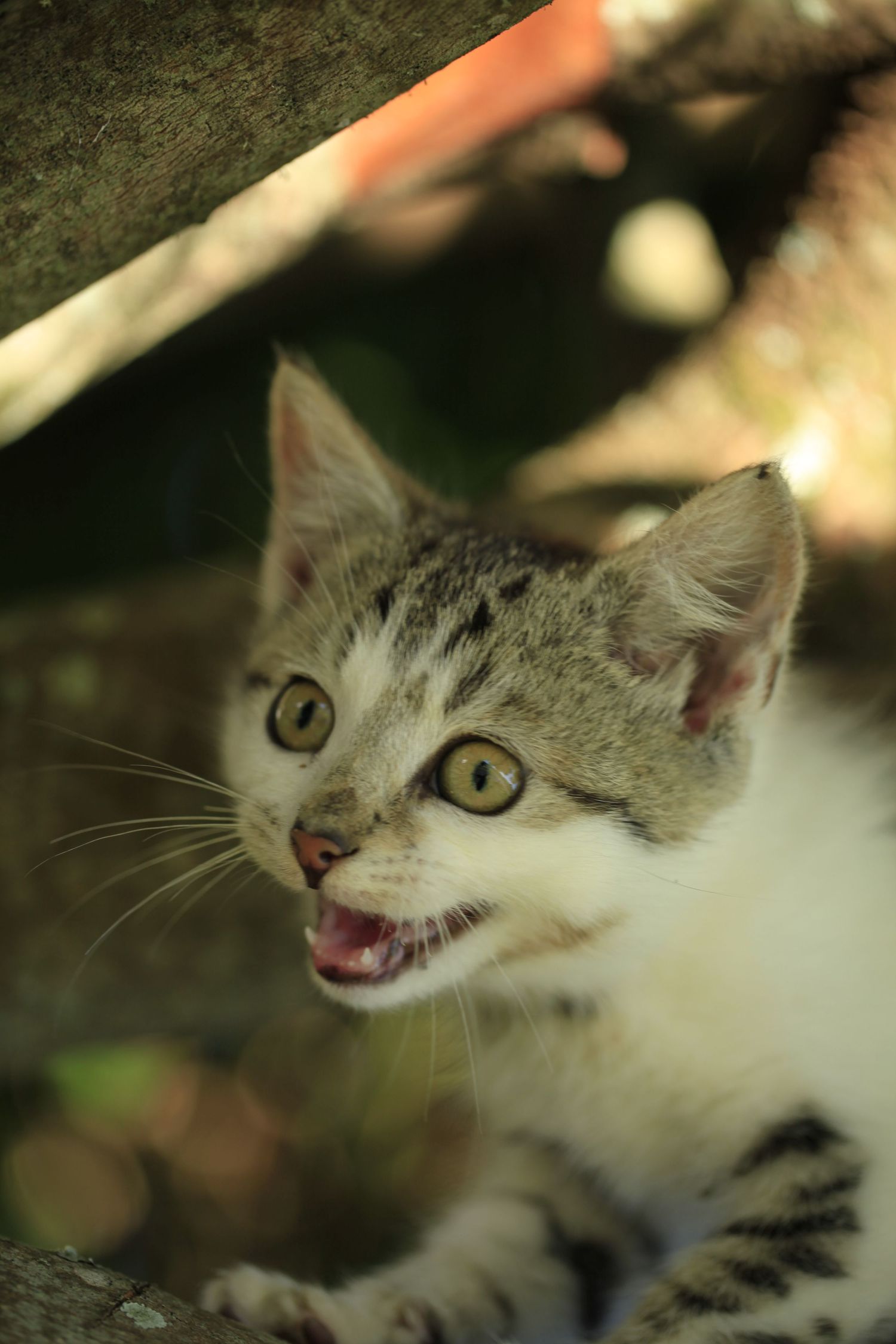 Gray tabby kitten with open mouth and bright yellow eyes looking up at camera.