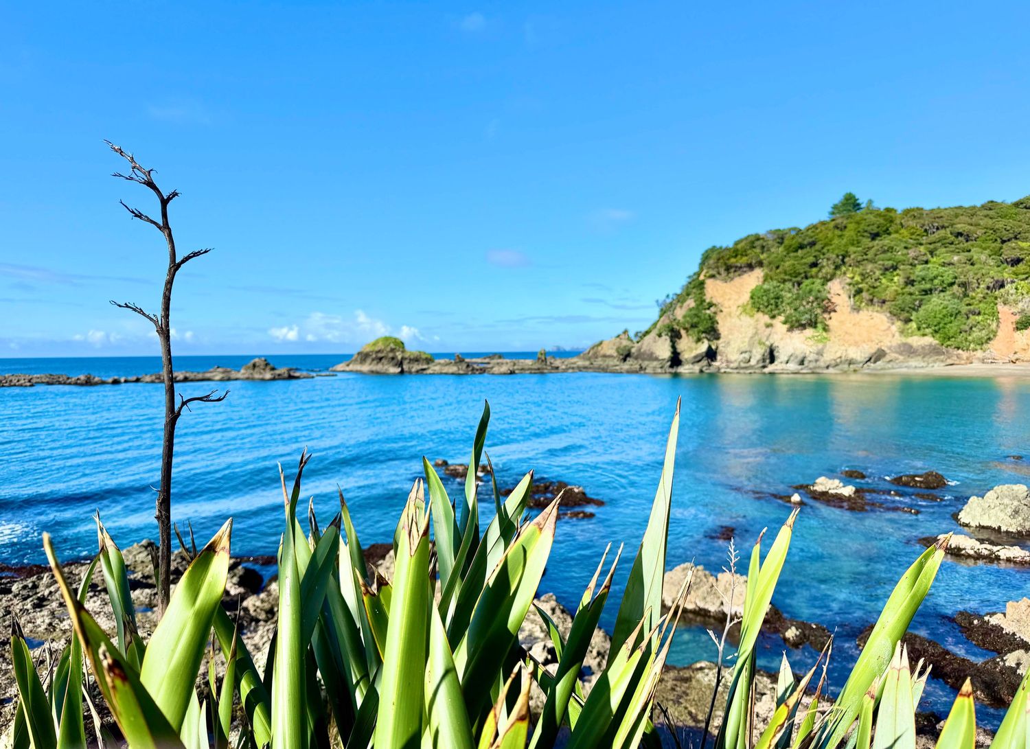 Scenic coastal bay with turquoise blue water, rocky cliffs, lush green plants in foreground under bright blue sky.