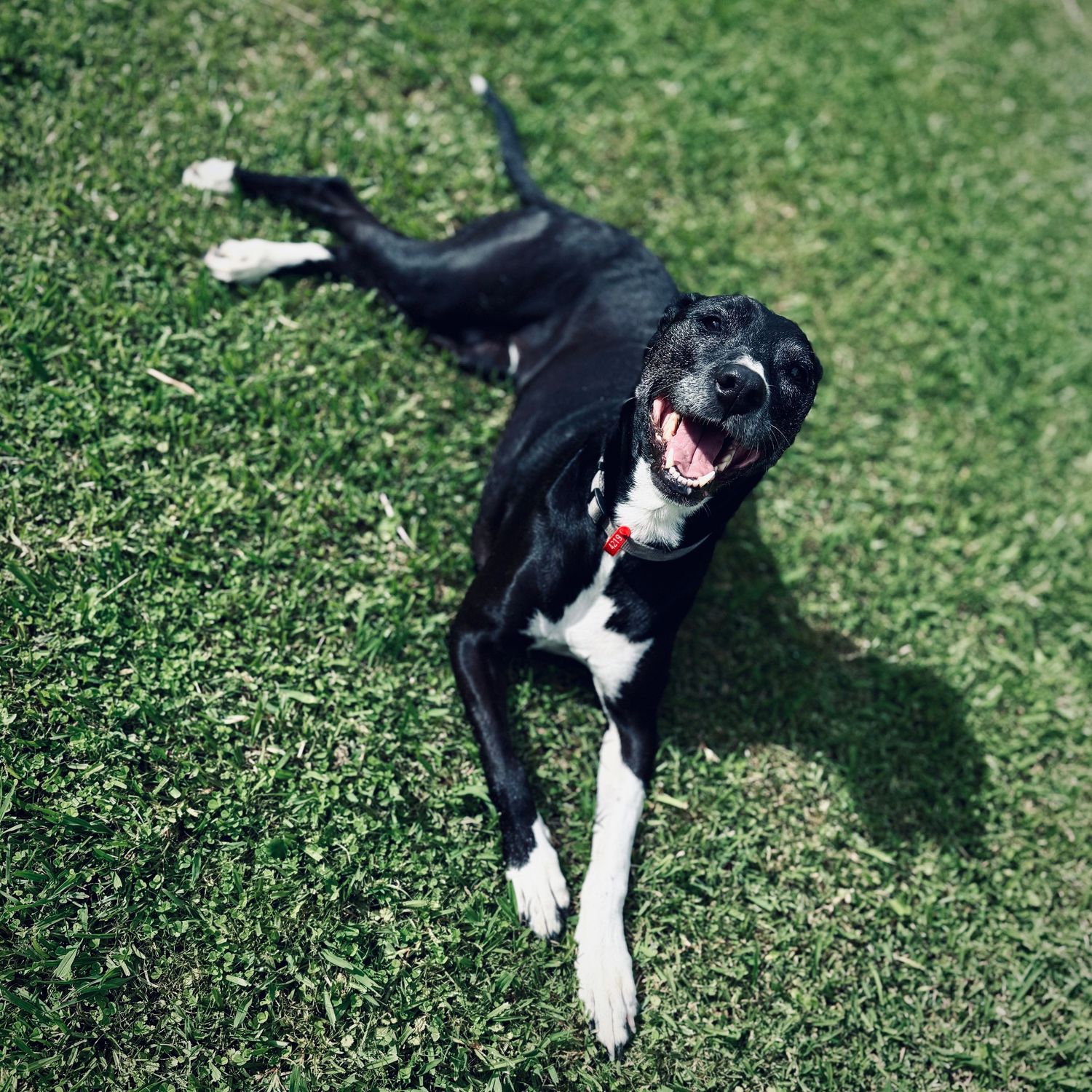 A happy black and white dog with a red collar rolls on green grass, mouth open in a joyful expression.