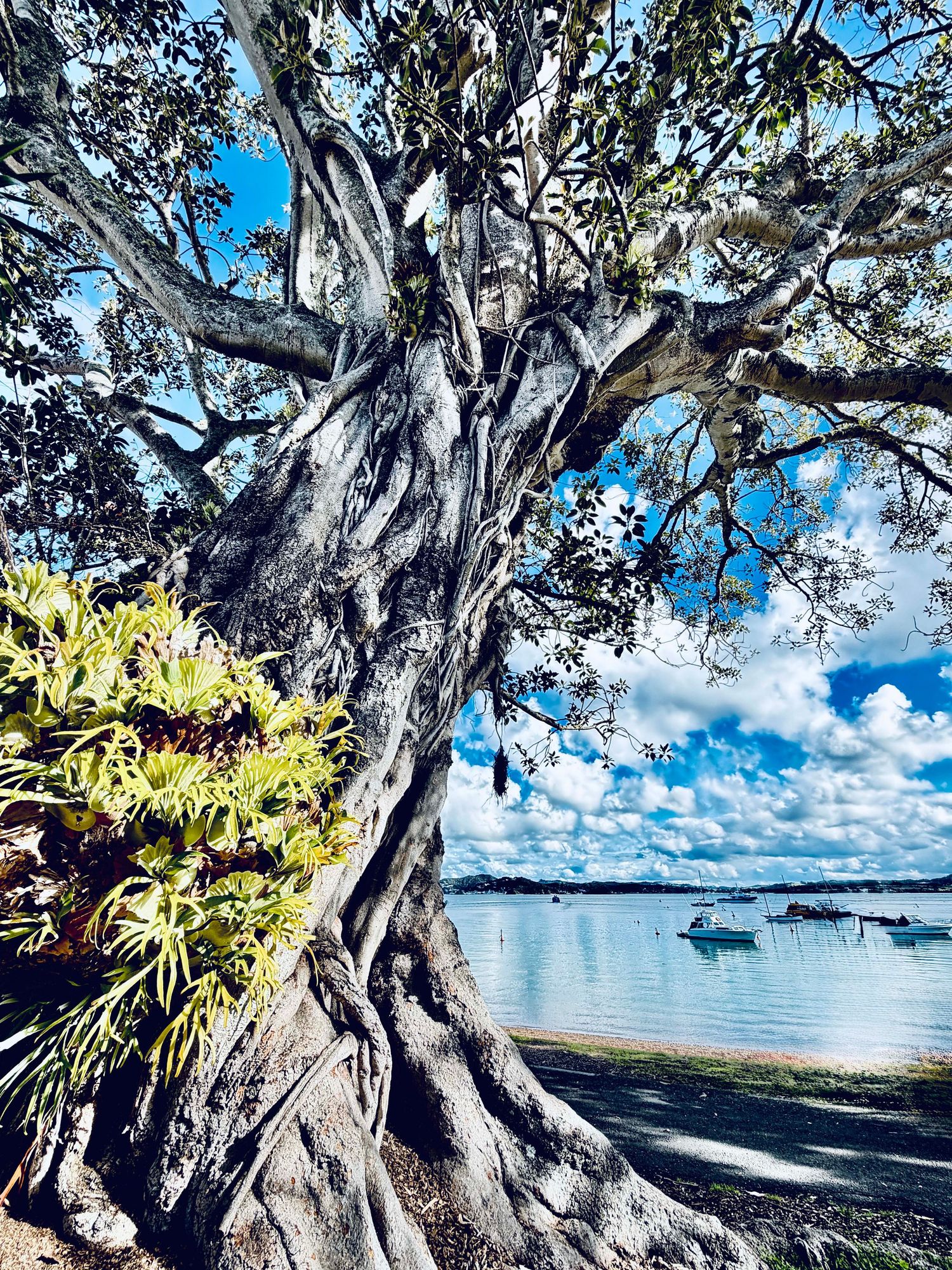 A massive ancient fig tree with twisted roots overlooks calm blue waters with moored boats under a partly cloudy sky.