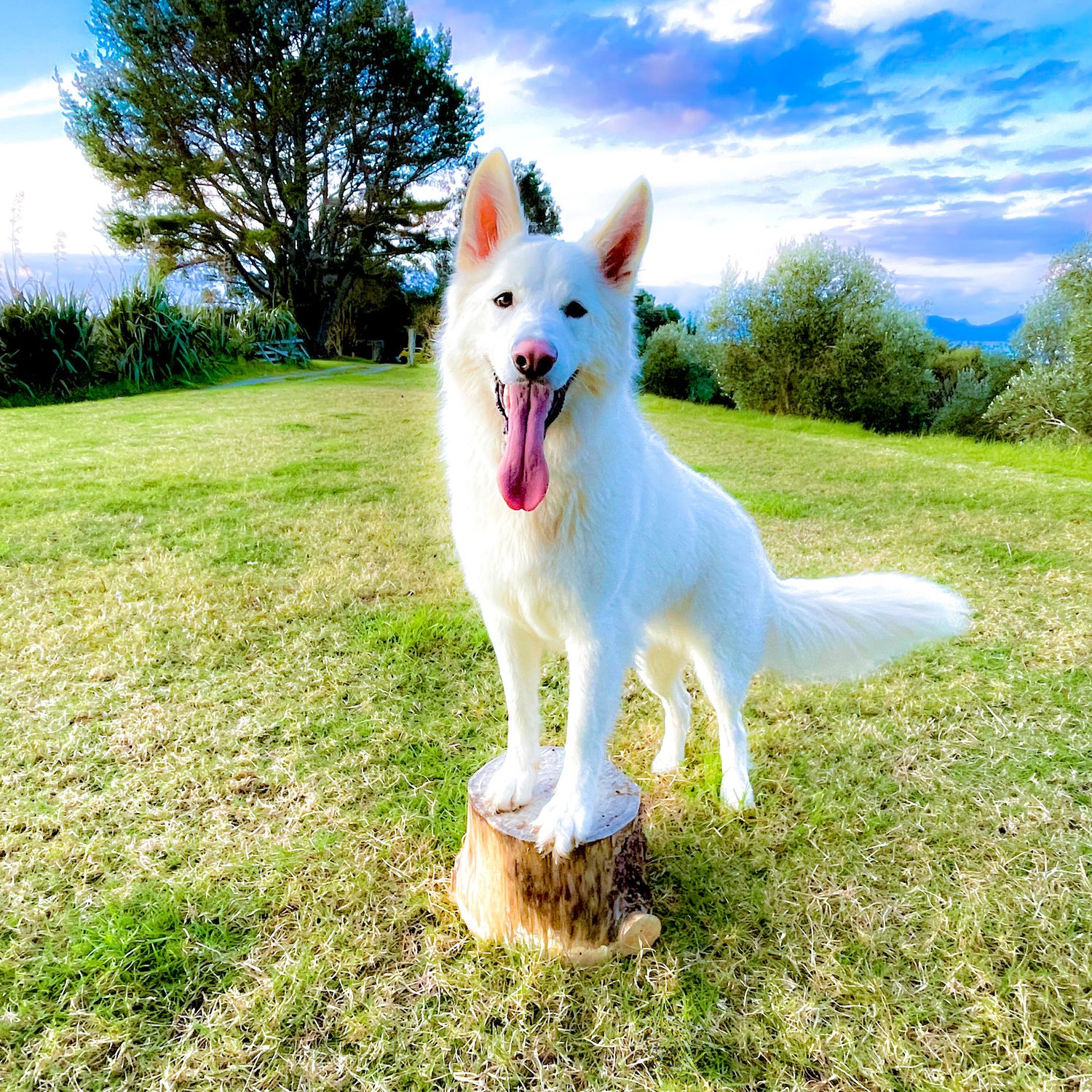 White German Shepherd dog standing on a tree stump with tongue out, green grass and blue sky background.