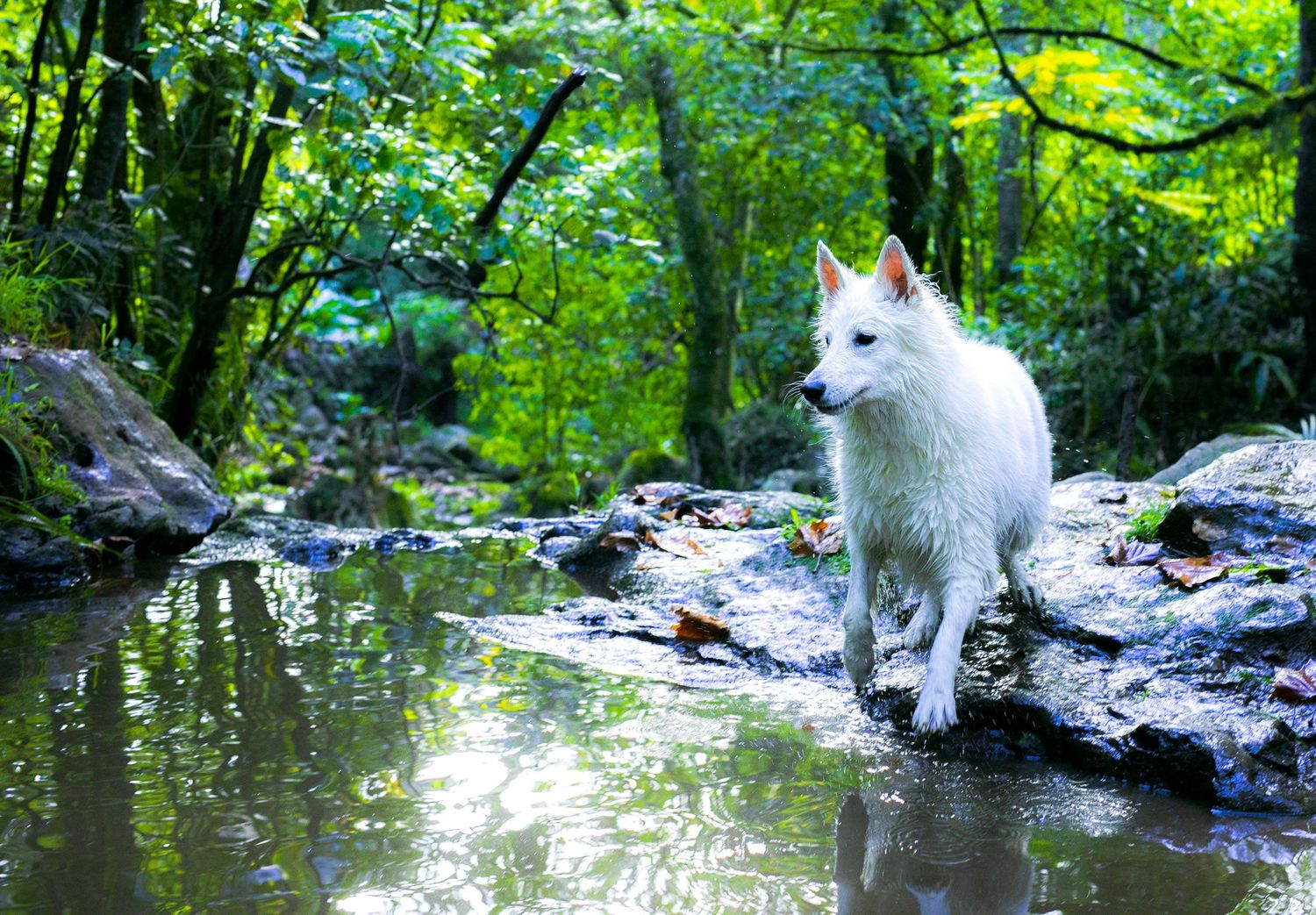 White swiss shepherd explores and plays near a stream in a lush green forest setting.