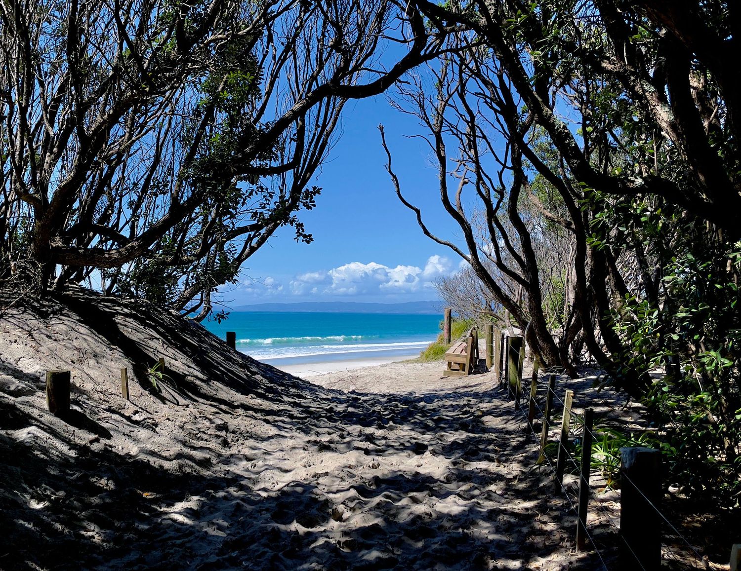Sandy path through twisted coastal trees leading to a pristine beach with turquoise ocean and blue sky beyond.