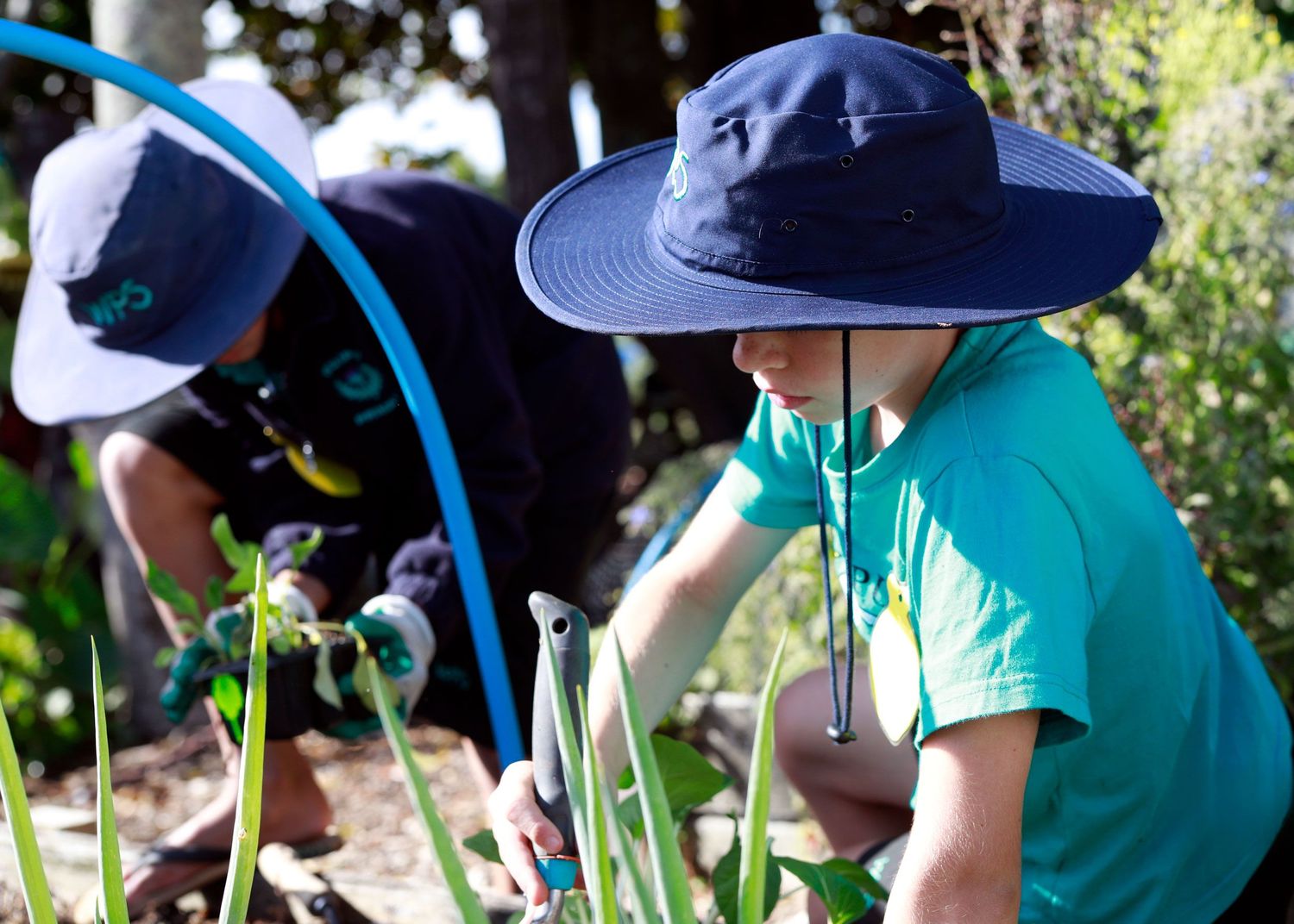 Children wearing sun hats tend to a garden, carefully working among tall green plants on a sunny day.