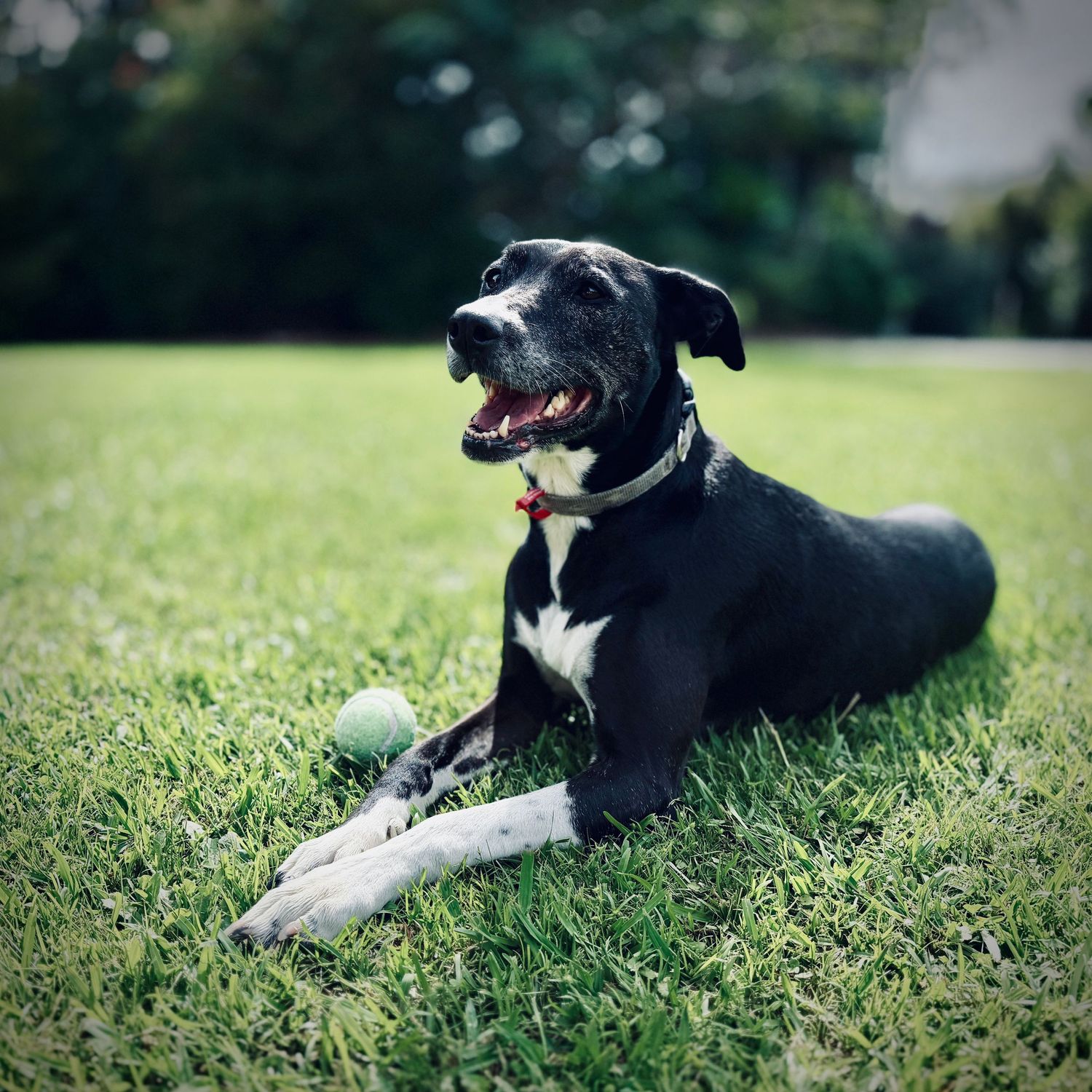 A happy black dog lying on green grass with a tennis ball, wearing a red collar, mouth open in a joyful expression.