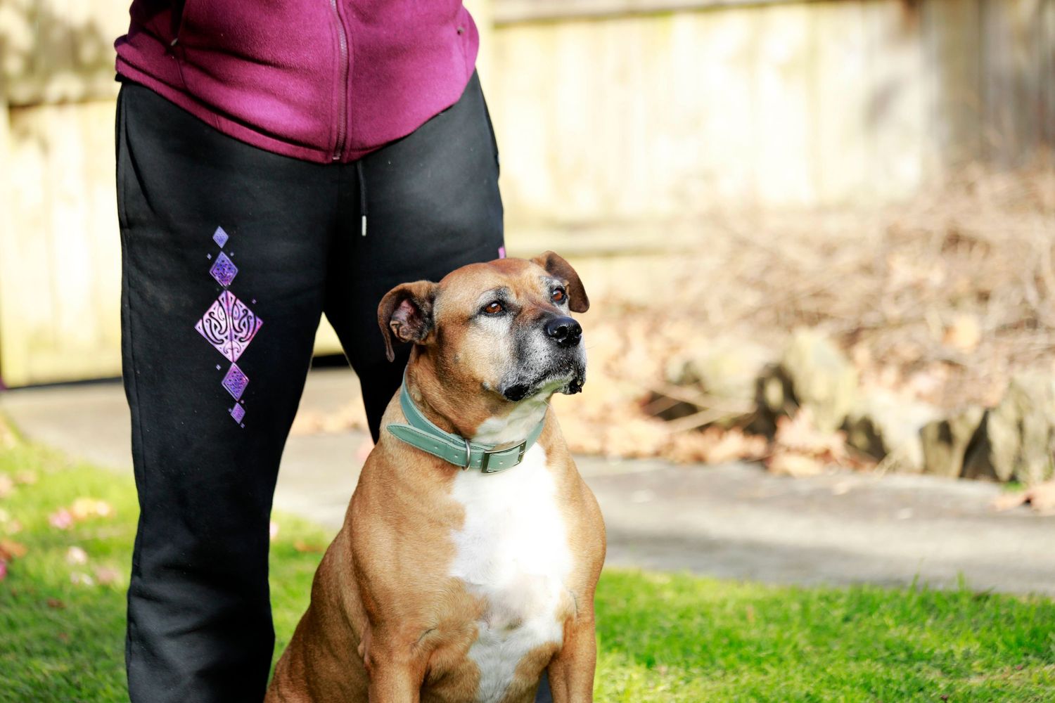 A brown Boxer dog sitting obediently beside a person wearing embroidered black pants outdoors.