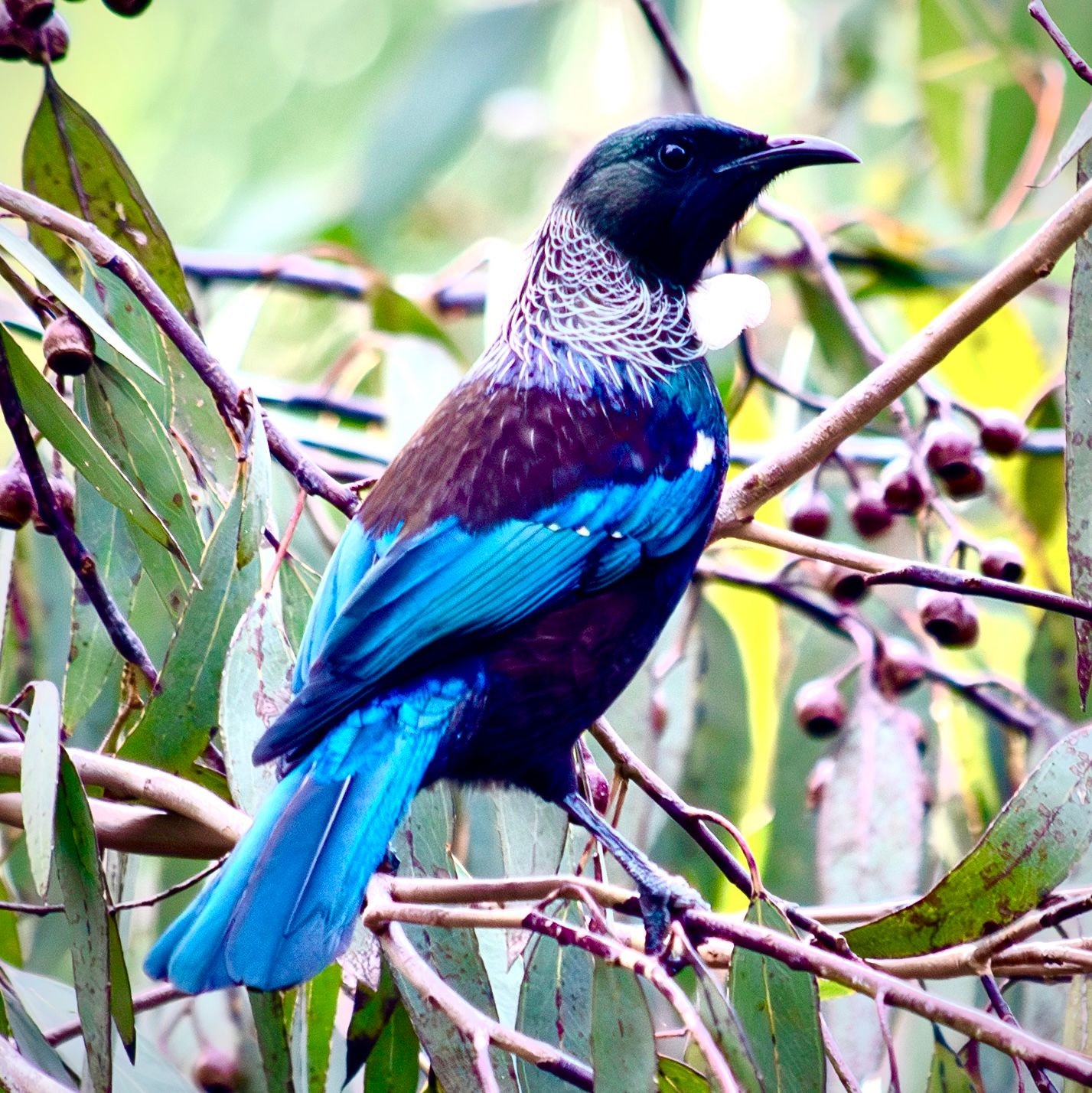A vibrant tui bird with iridescent blue plumage and white throat feathers perched on a branch among green leaves.